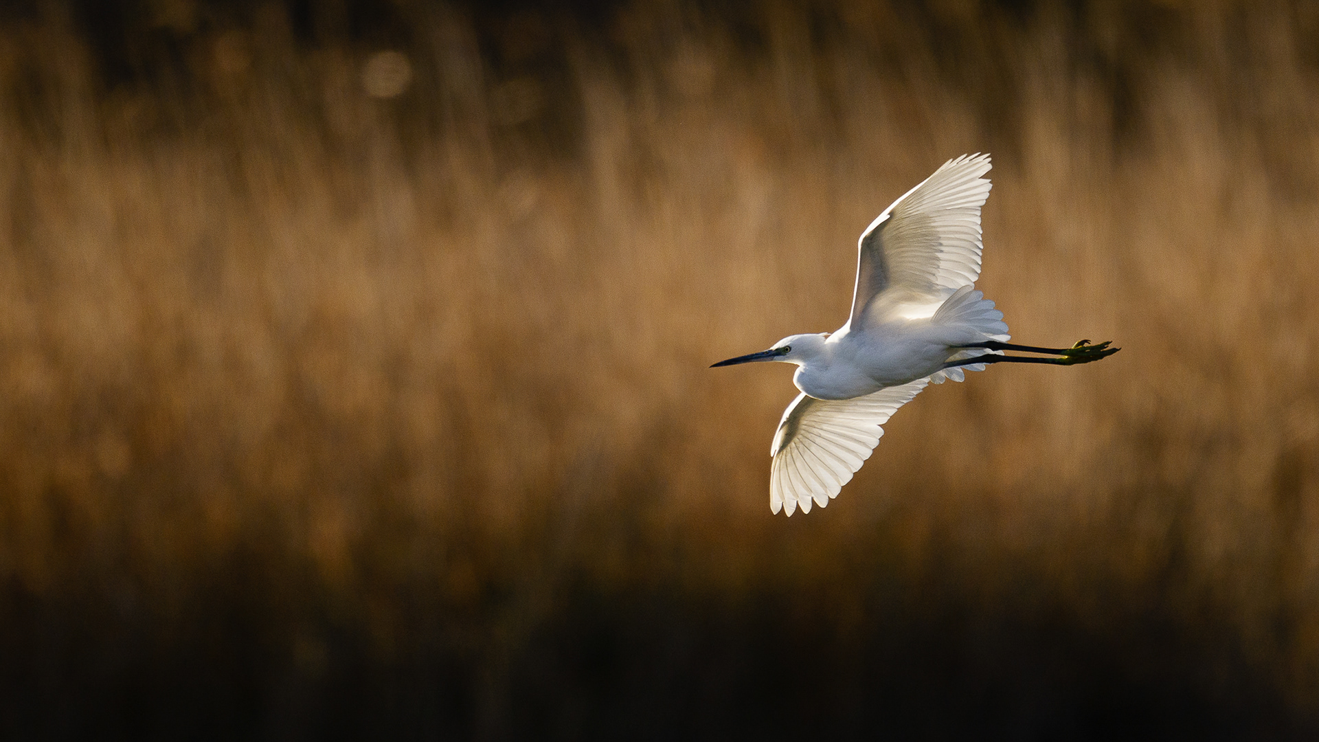 Aigrette Garzette