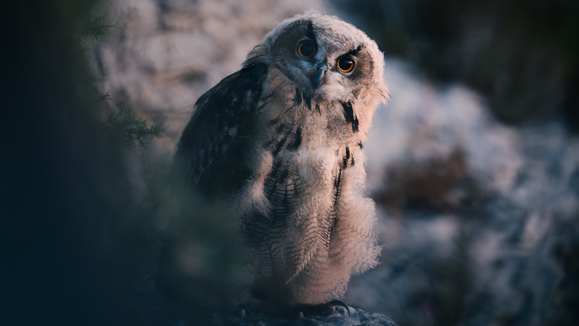 Hibou Grand-Duc Juvénile