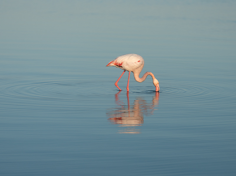 Camargue