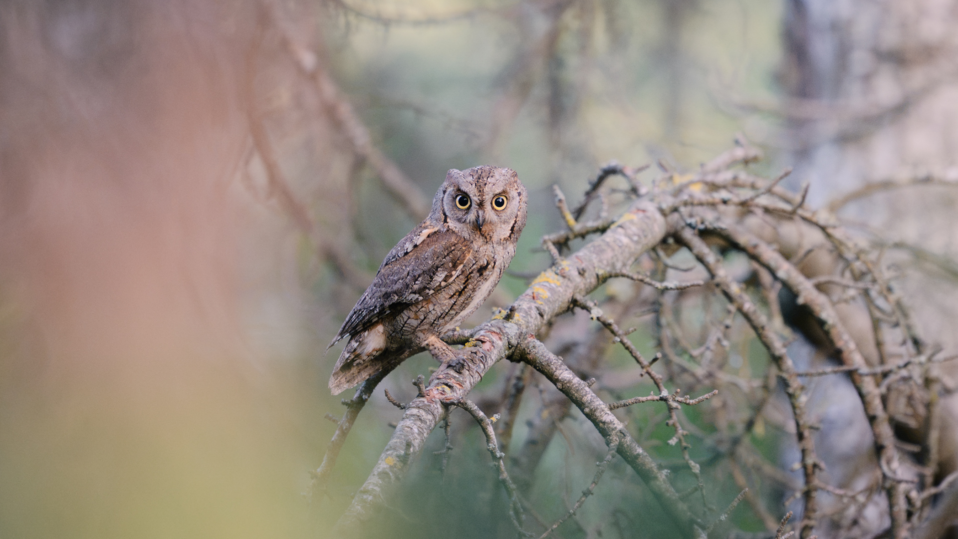 Hibou Petit-Duc Scops 2