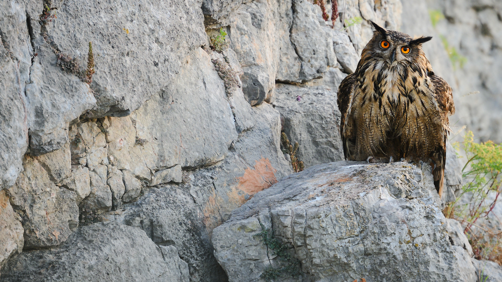 Hibou Grand Duc d'Europe