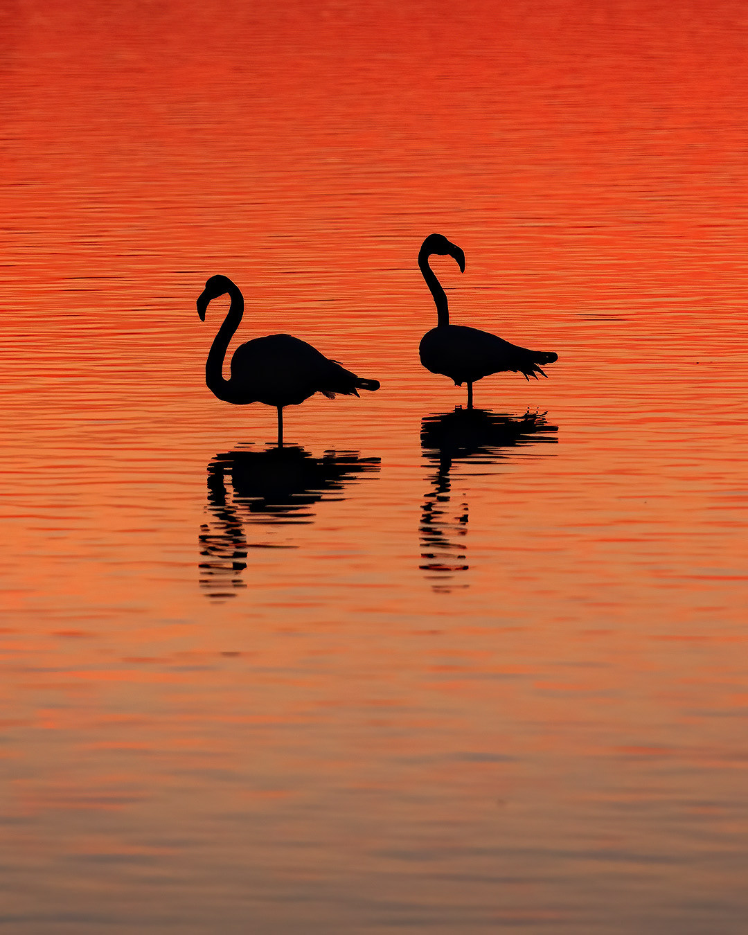 Flamants Roses