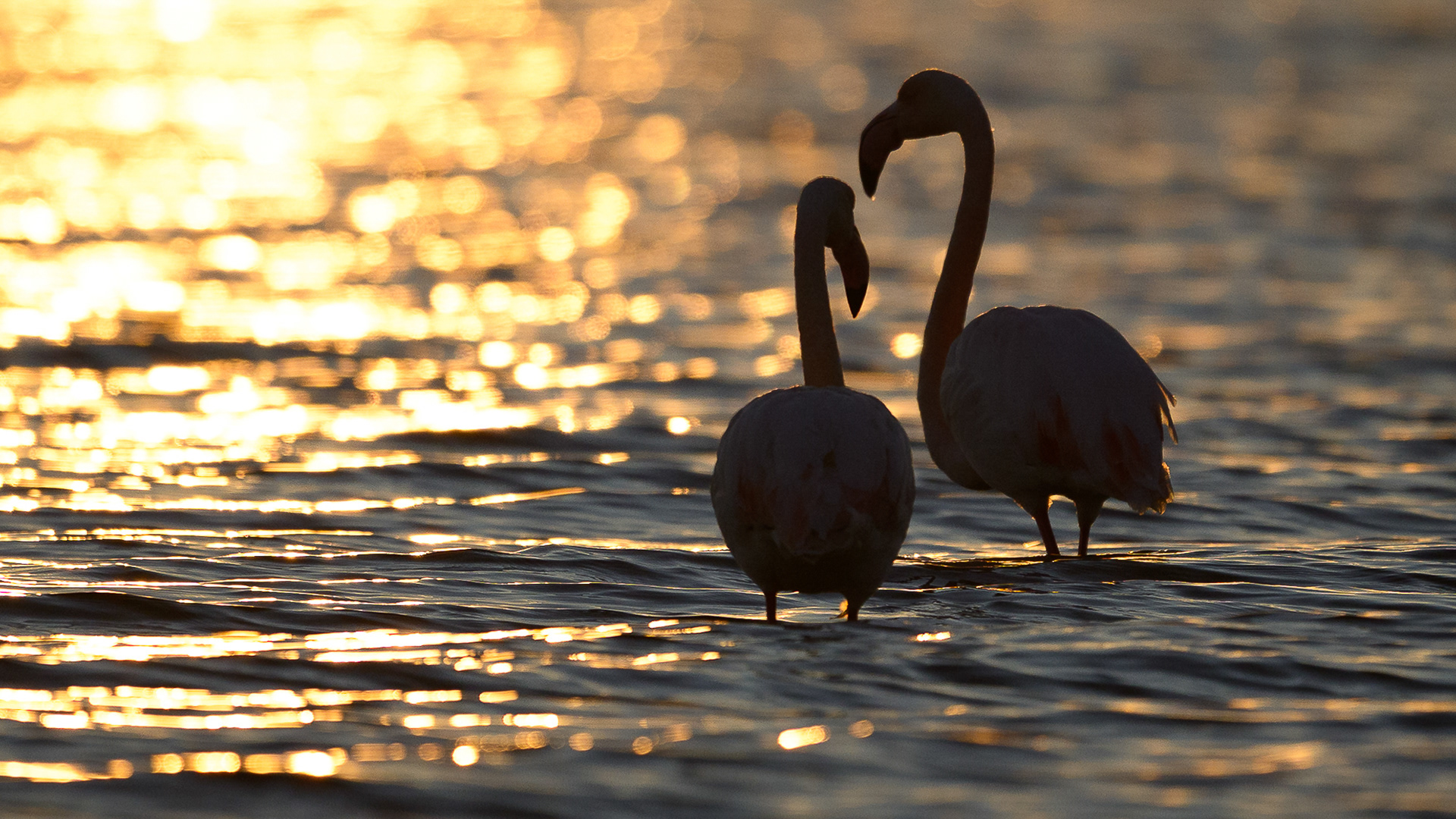 Flamants Roses 2