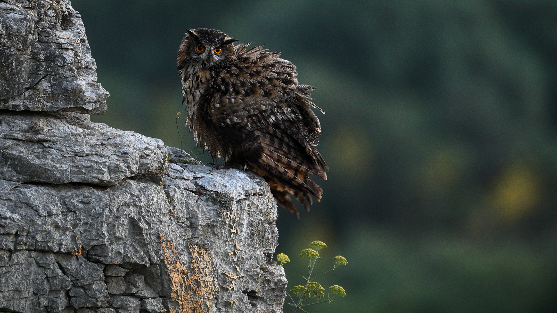 Hibou Grand-Duc d'Europe 2