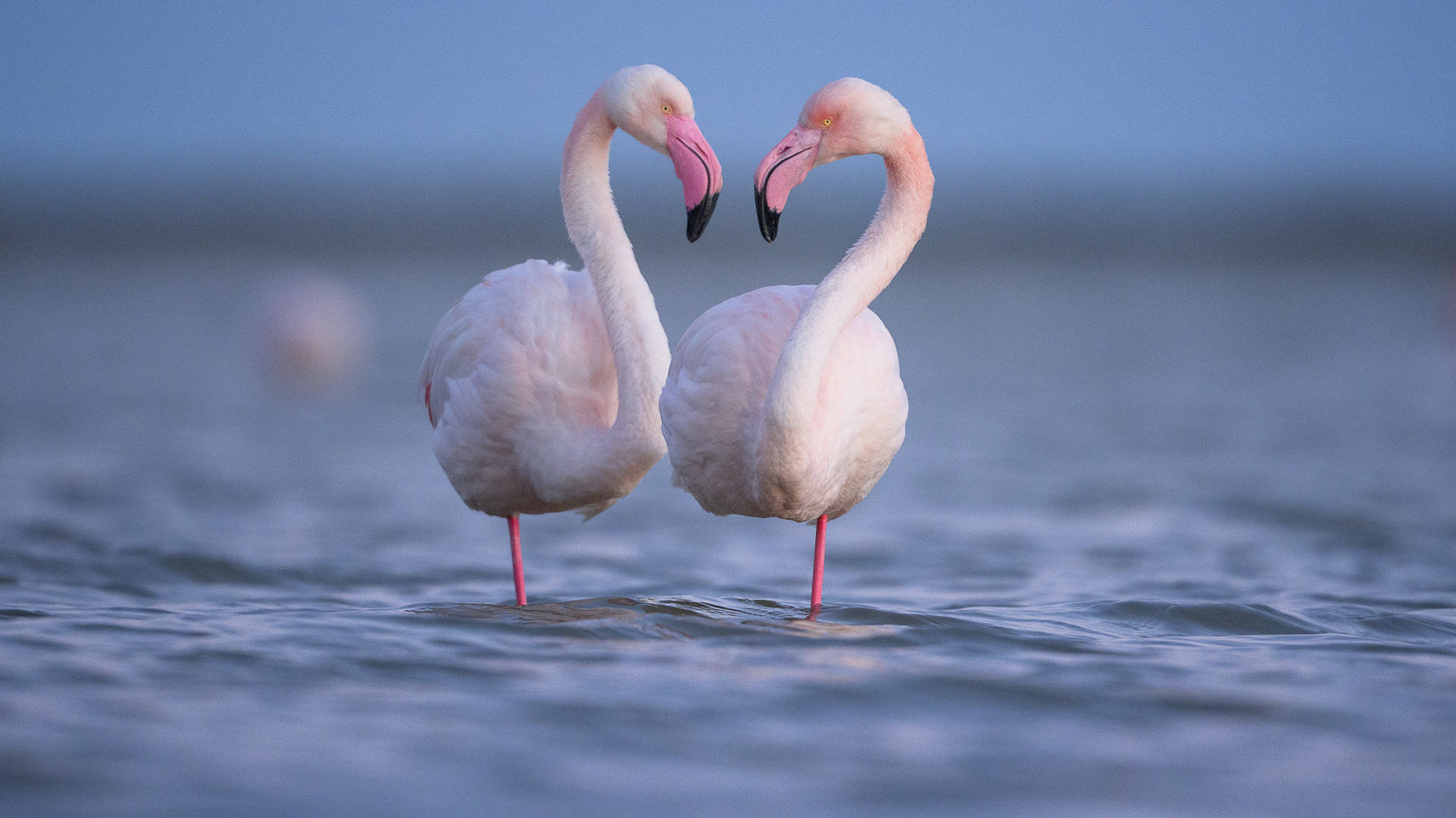 Flamants Roses 