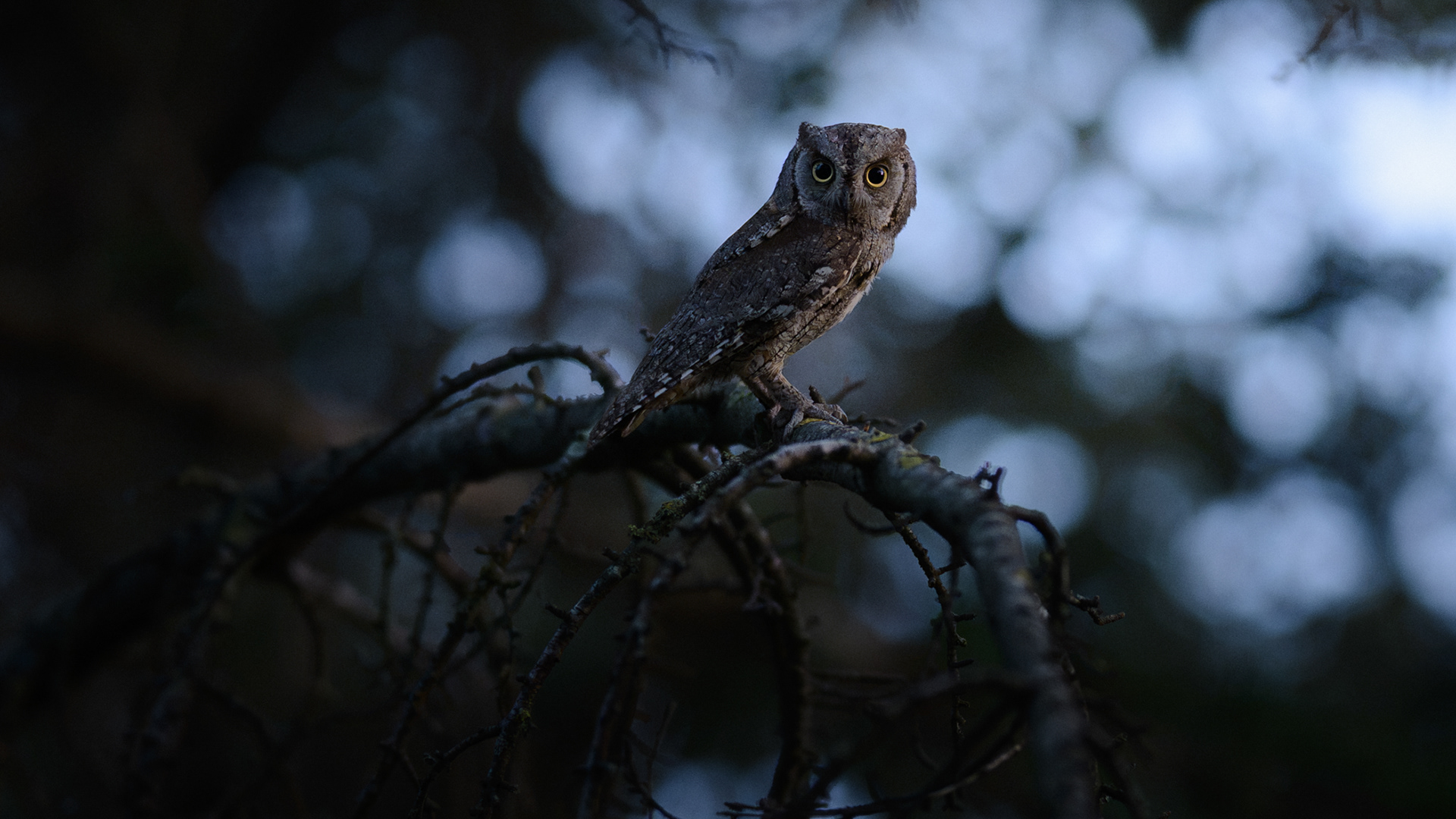 Hibou Petit Duc Scops