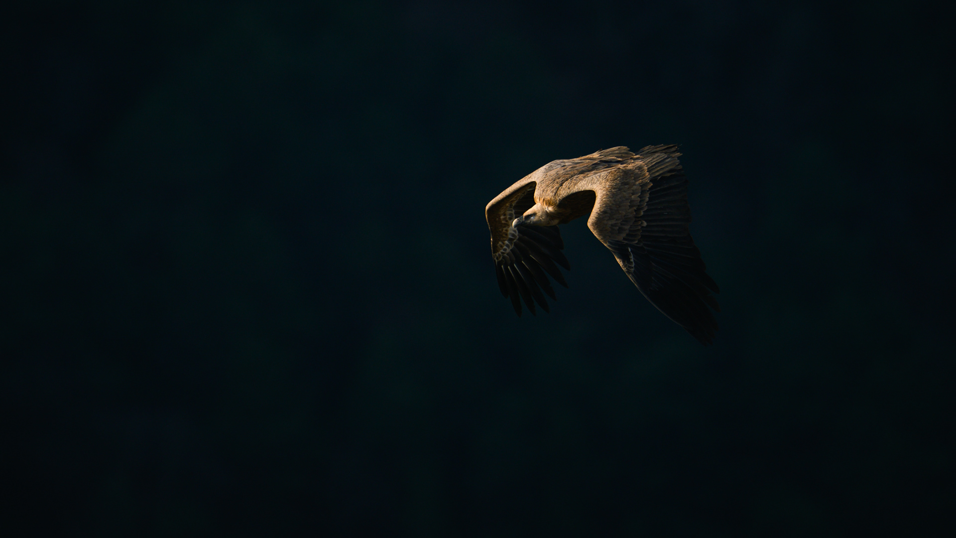 Gryffon 2
