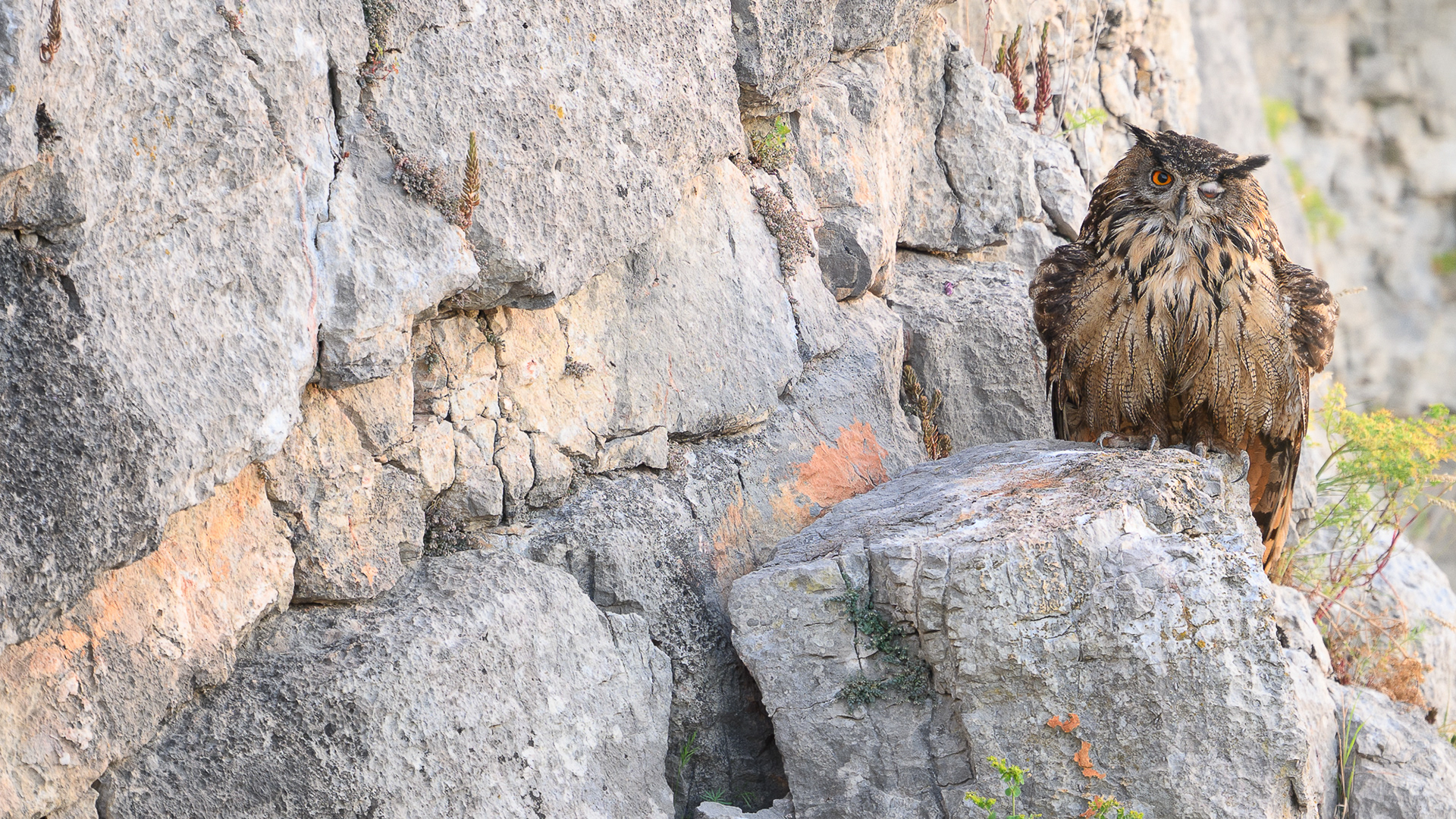 Hibou Grand-Duc d'Europe