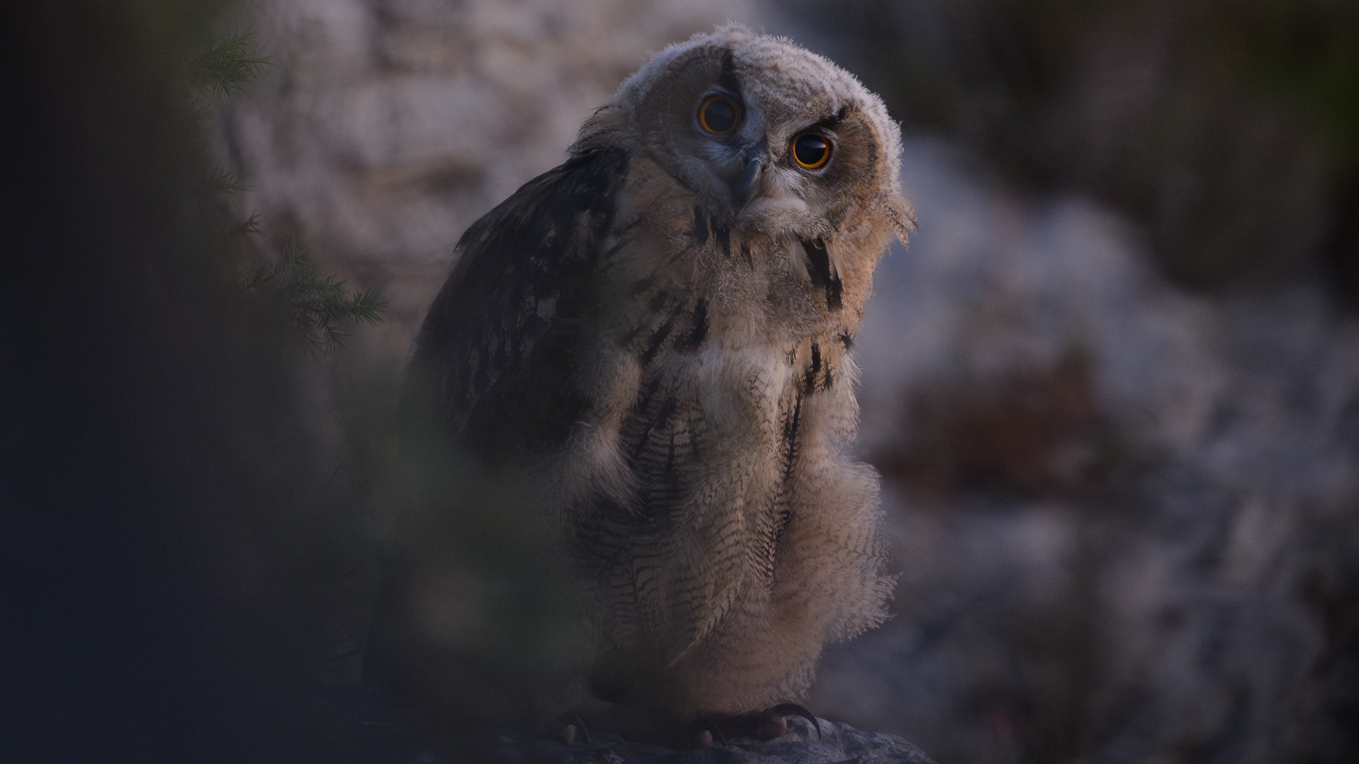 Hibou Grand-Duc Juvénile
