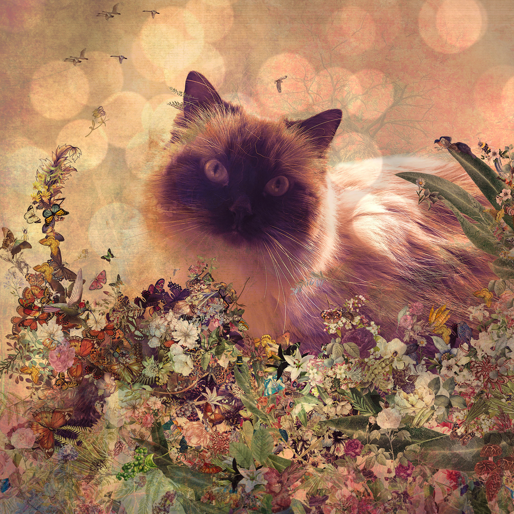 Willow