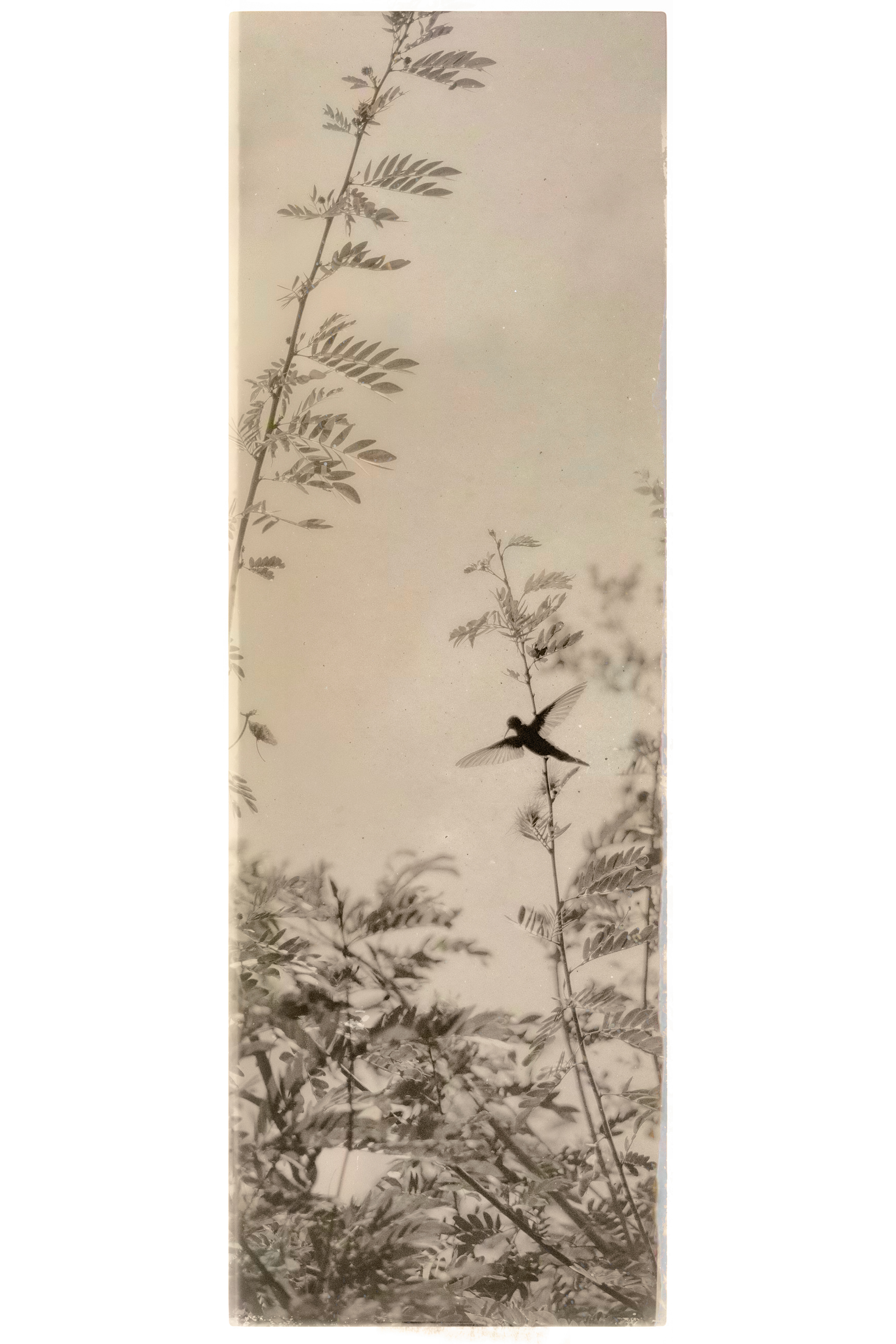 Photopolymer etching chine-collé with Mitsumata, 2026, 24 x 8"