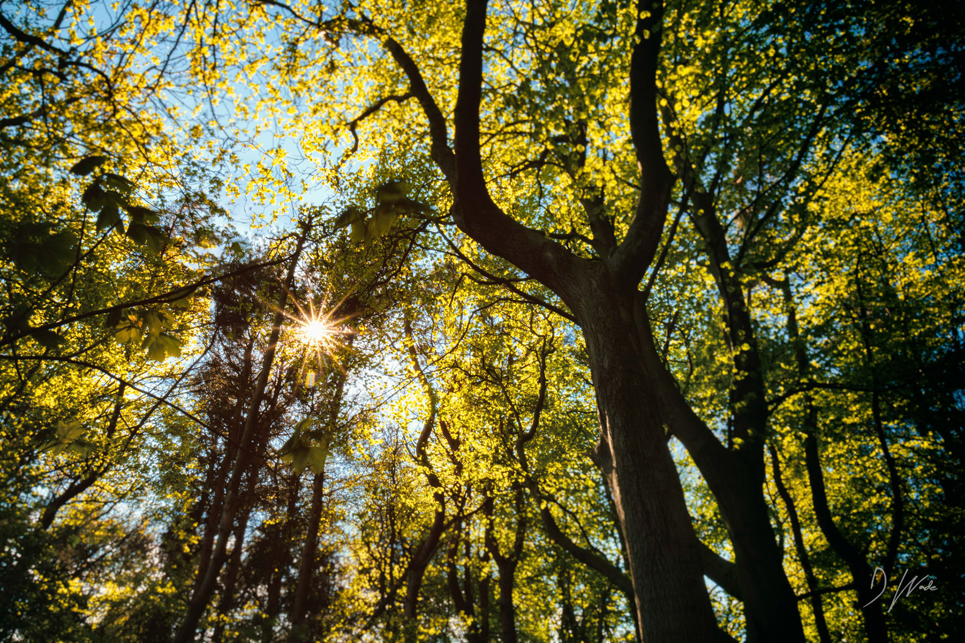 I managed to capture the sun coming through the trees by using a slower shutter speed.