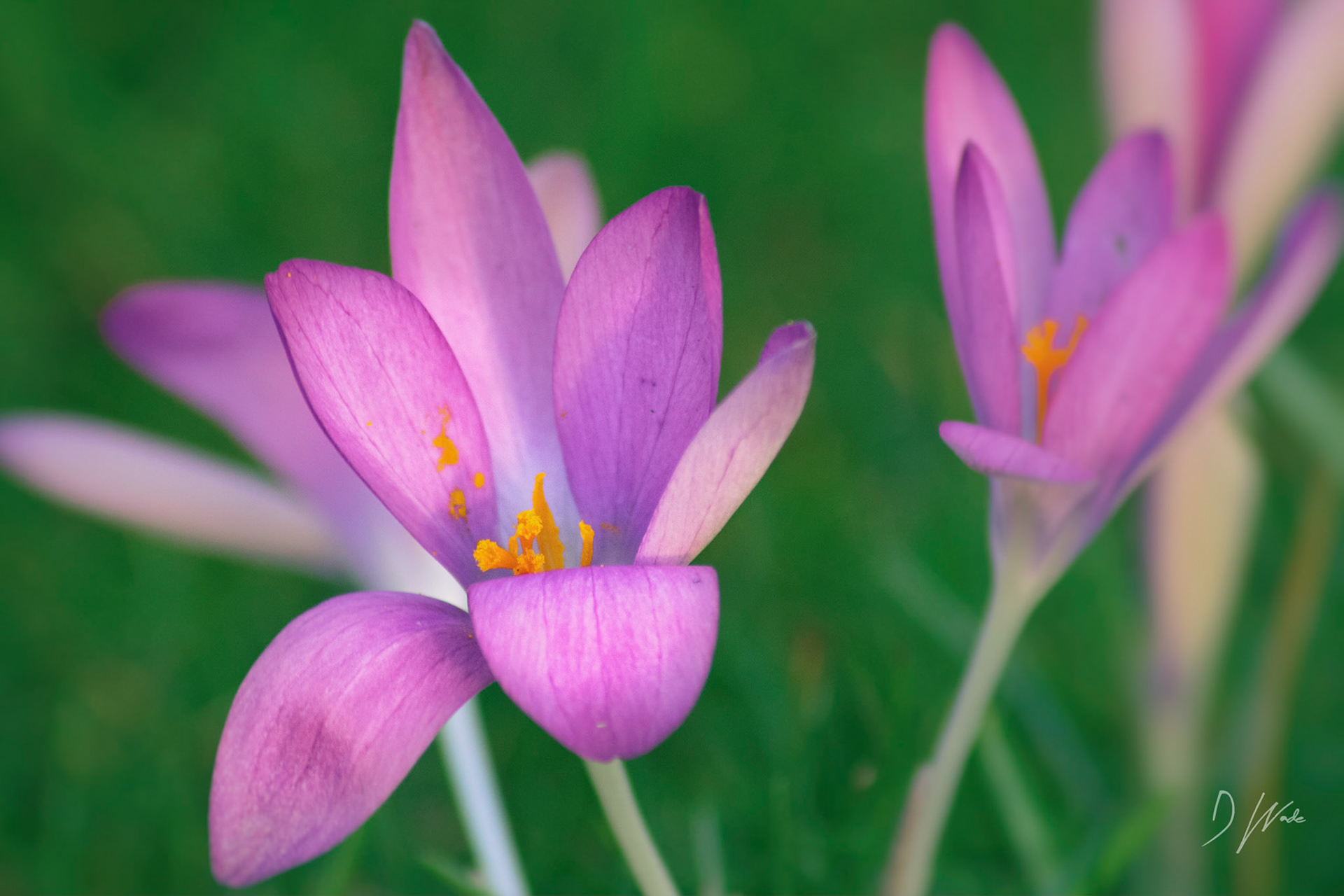 The recent taste in spring has brought out some early winter colour. These crocus flowers are a vibrant pink, which contrasts against the greens of the grass.