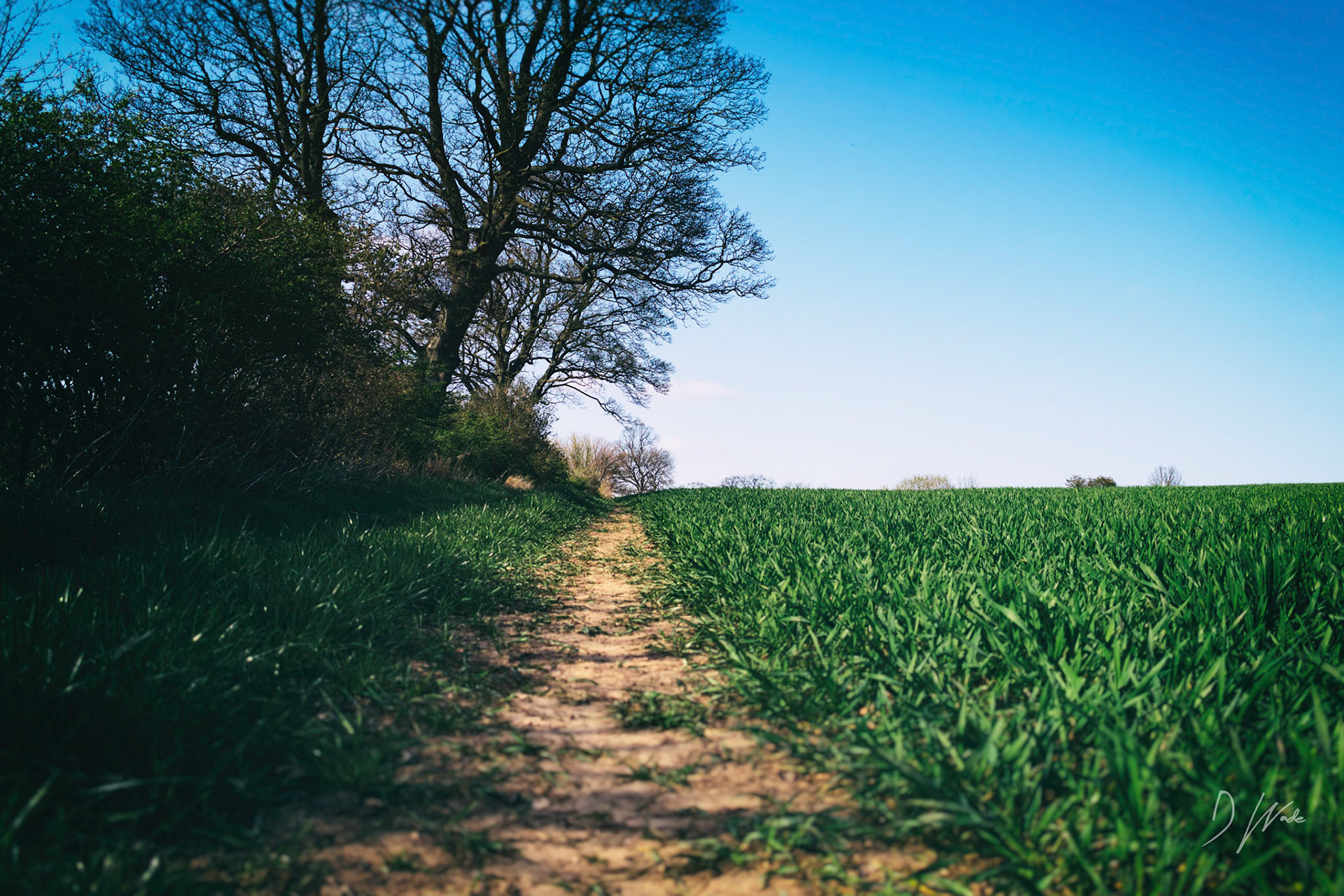 A nice afternoon walk in Castle Eden.