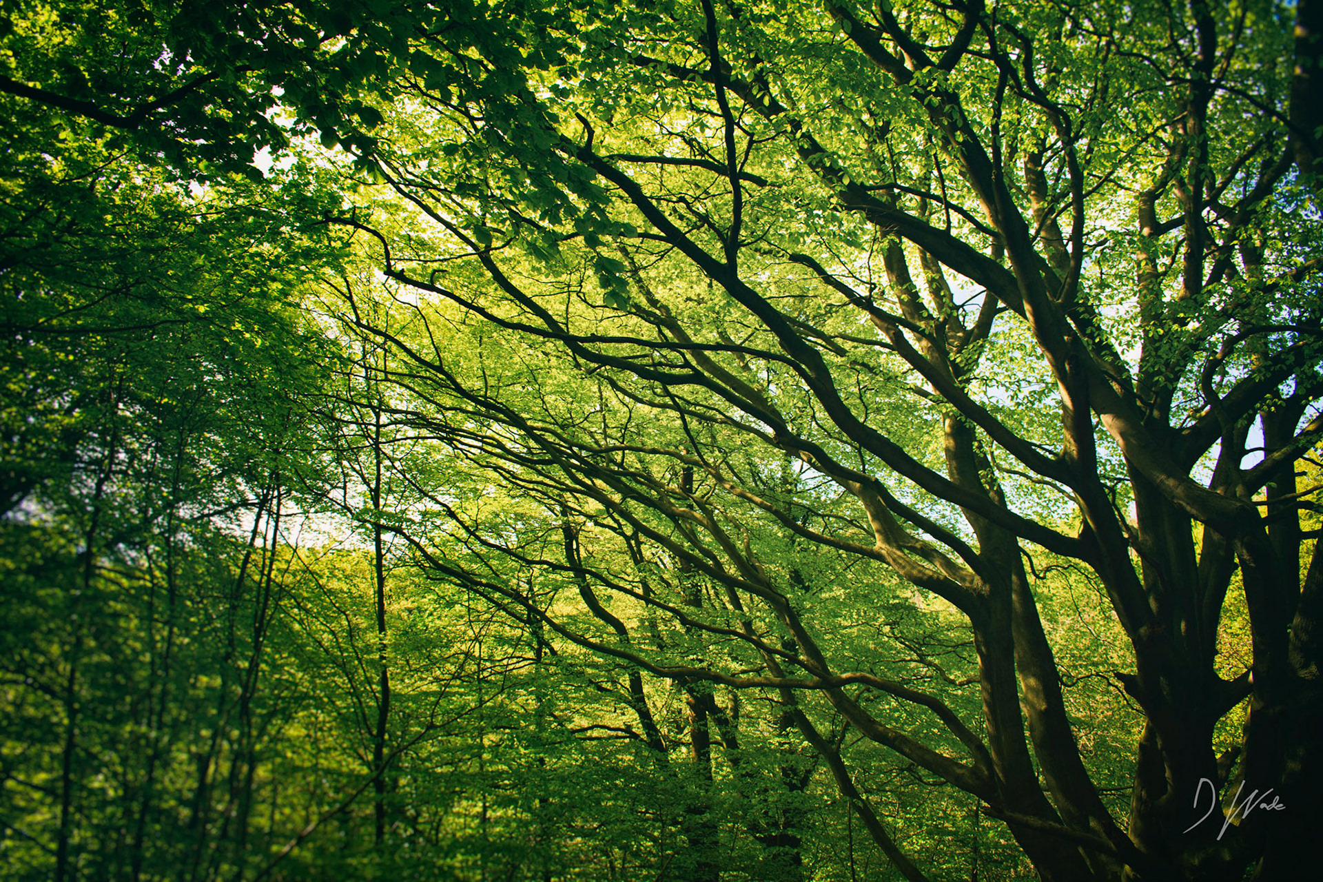 Spring in Bleachery Dene near Castle Eden and Hesleden.