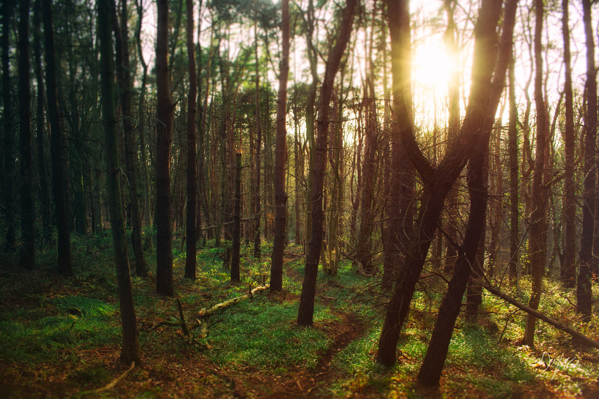 Located near Castle Eden. Bleachery Dene joins onto Hesleden Dene / Crimdon Dene. It got its name because of the sail and rope making that went on in the area during the early 19th century. When visiting the dene, you may be lucky enough to spot roe deer.