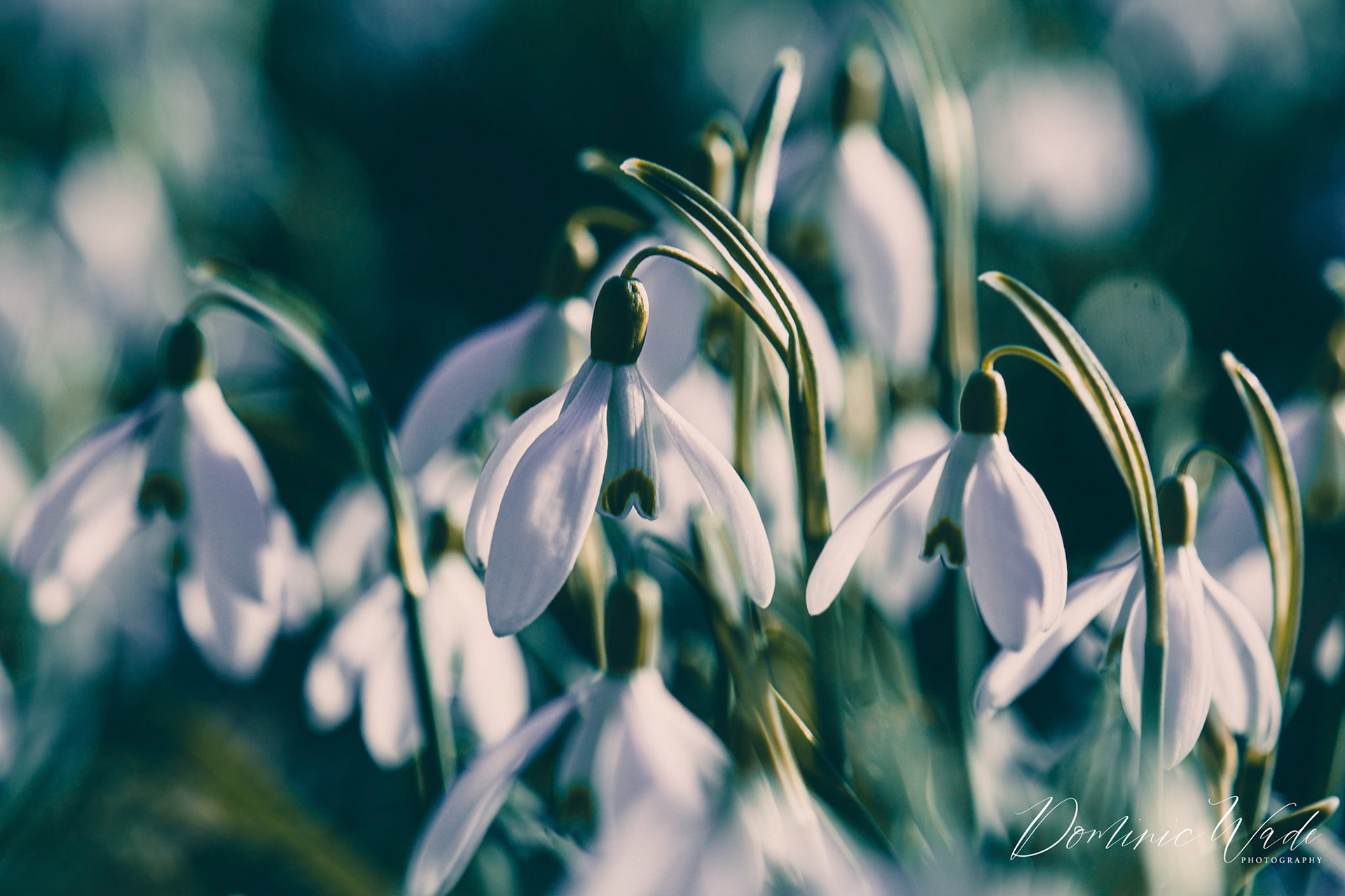 A beautiful collection of snowdrops.