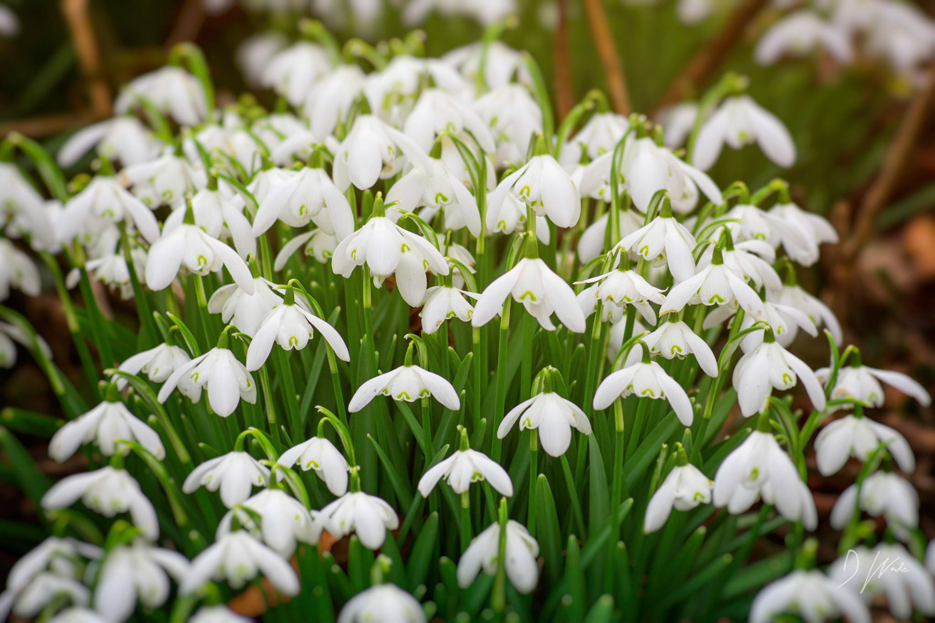 Snowdrops bring a sign that spring is not too far away.
