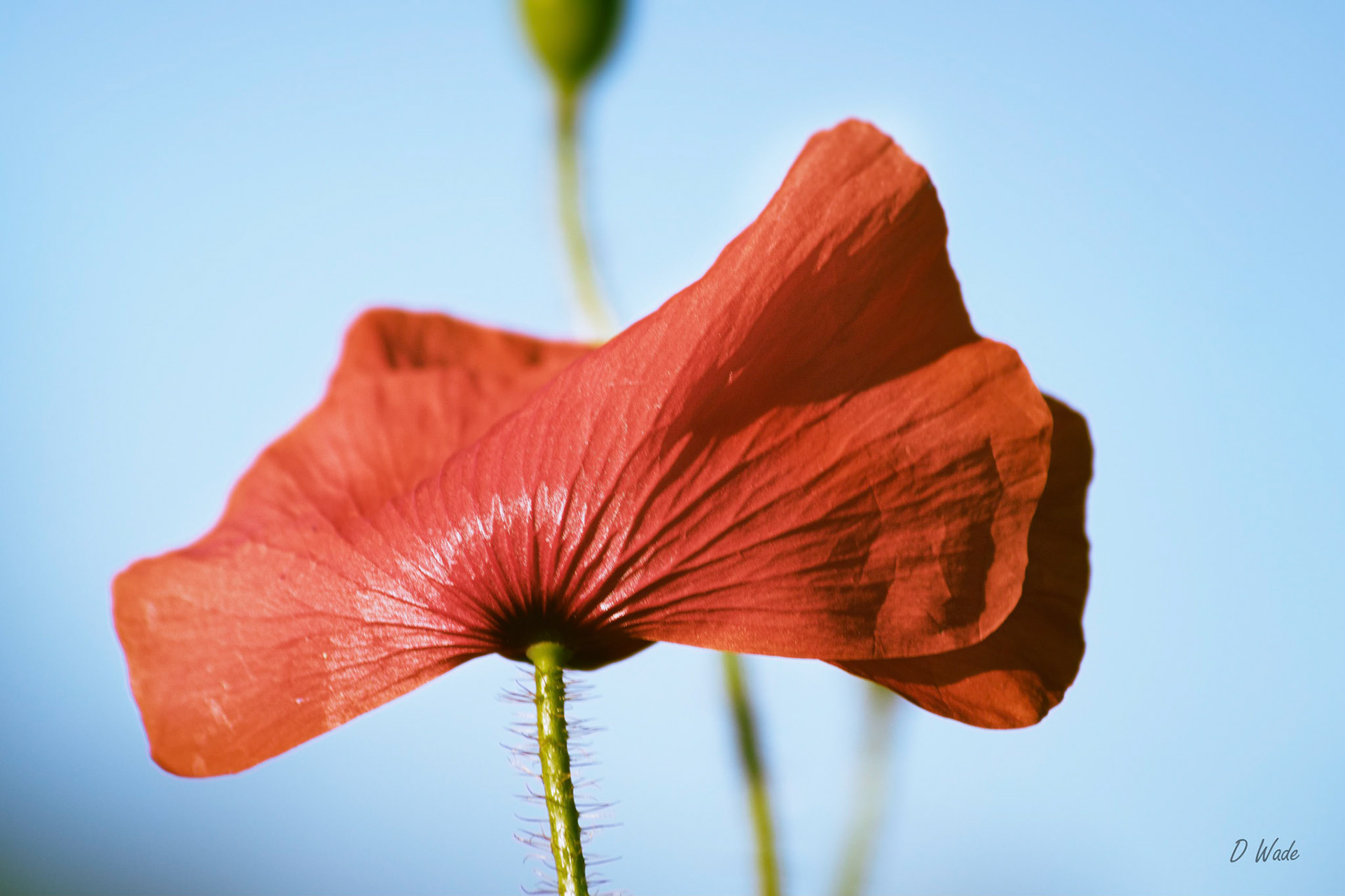 A poppy flower blowing in the wind.