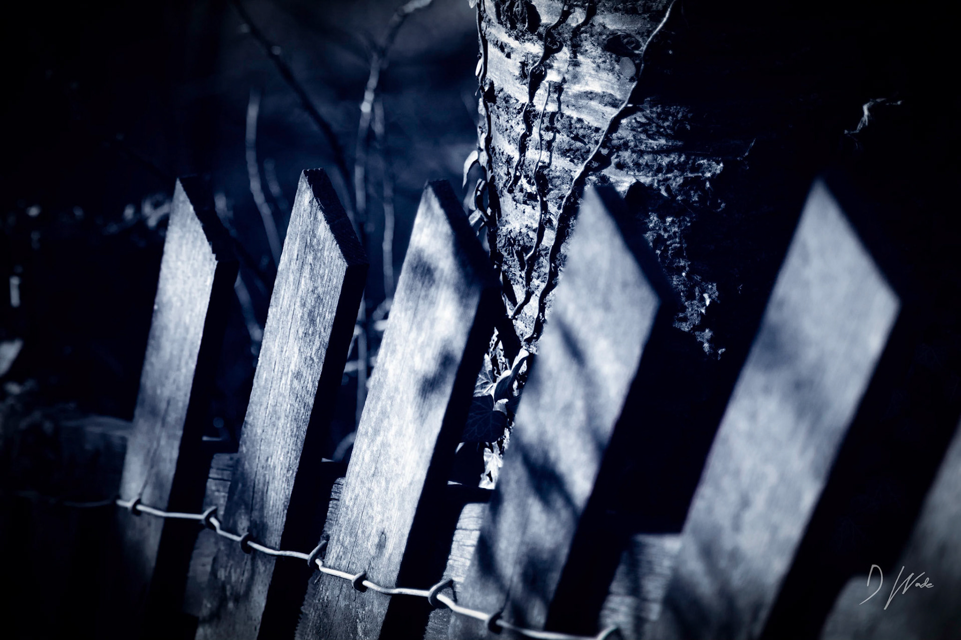 I like the way the light and shadow played against this wooden fence.