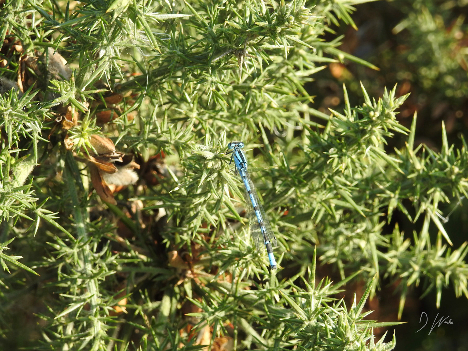 These lovely insects are so hard to capture. They are also difficult to see to begin with as they are small compared to their dragonfly cousins.