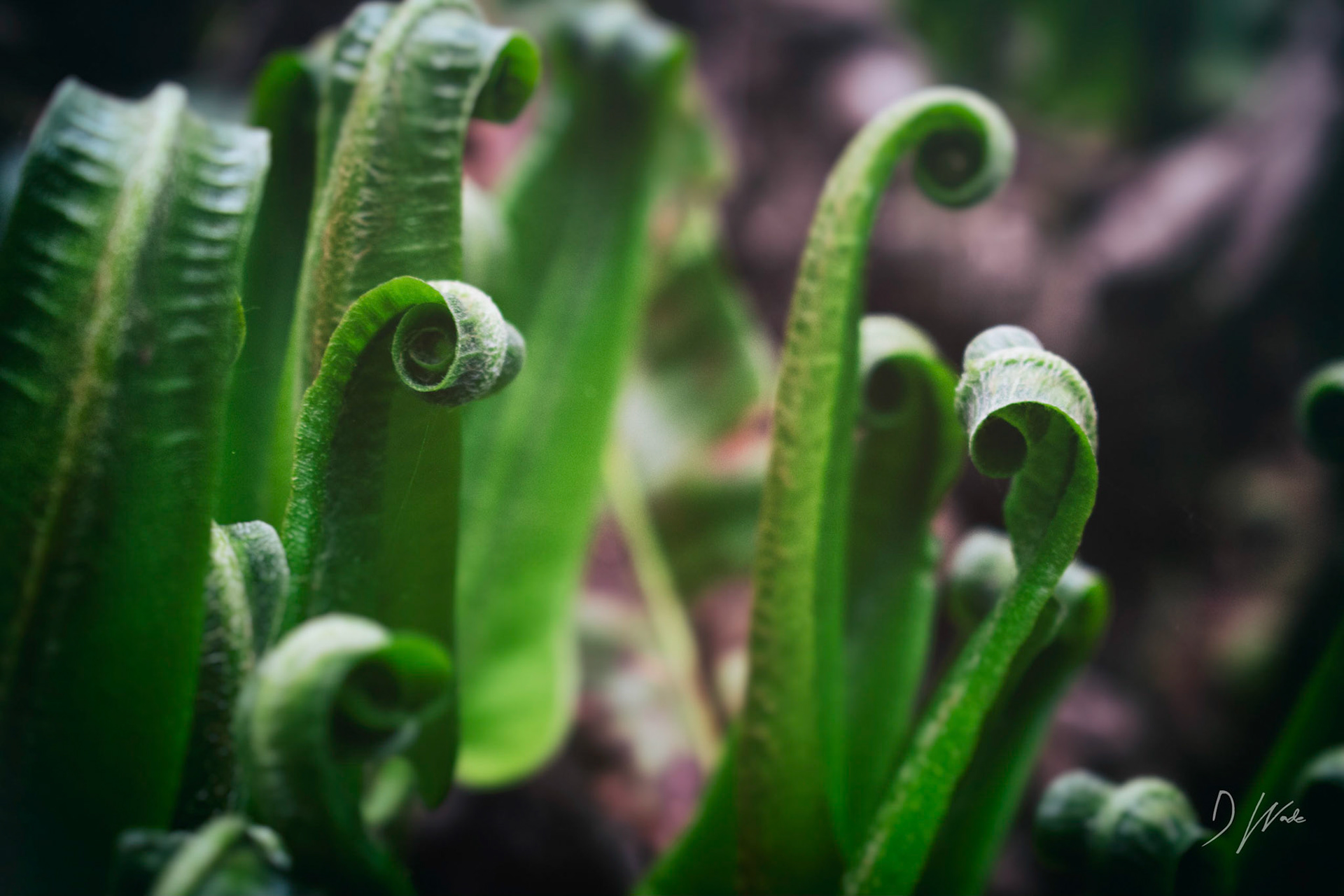 These curled up leaves are starting to unfurl ready for the spring and summer months.