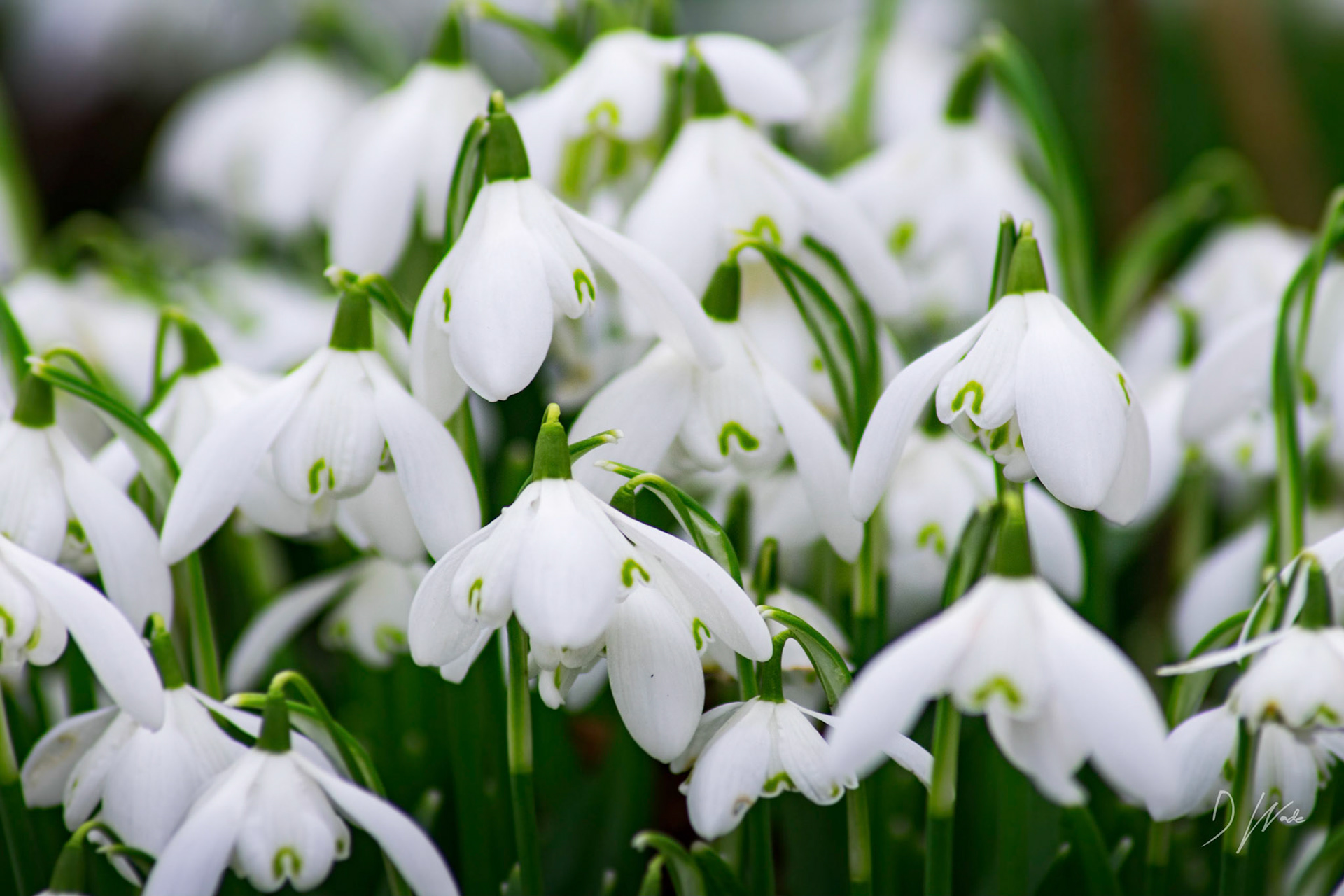 Snowdrops bring a sign that spring is not too far away.
