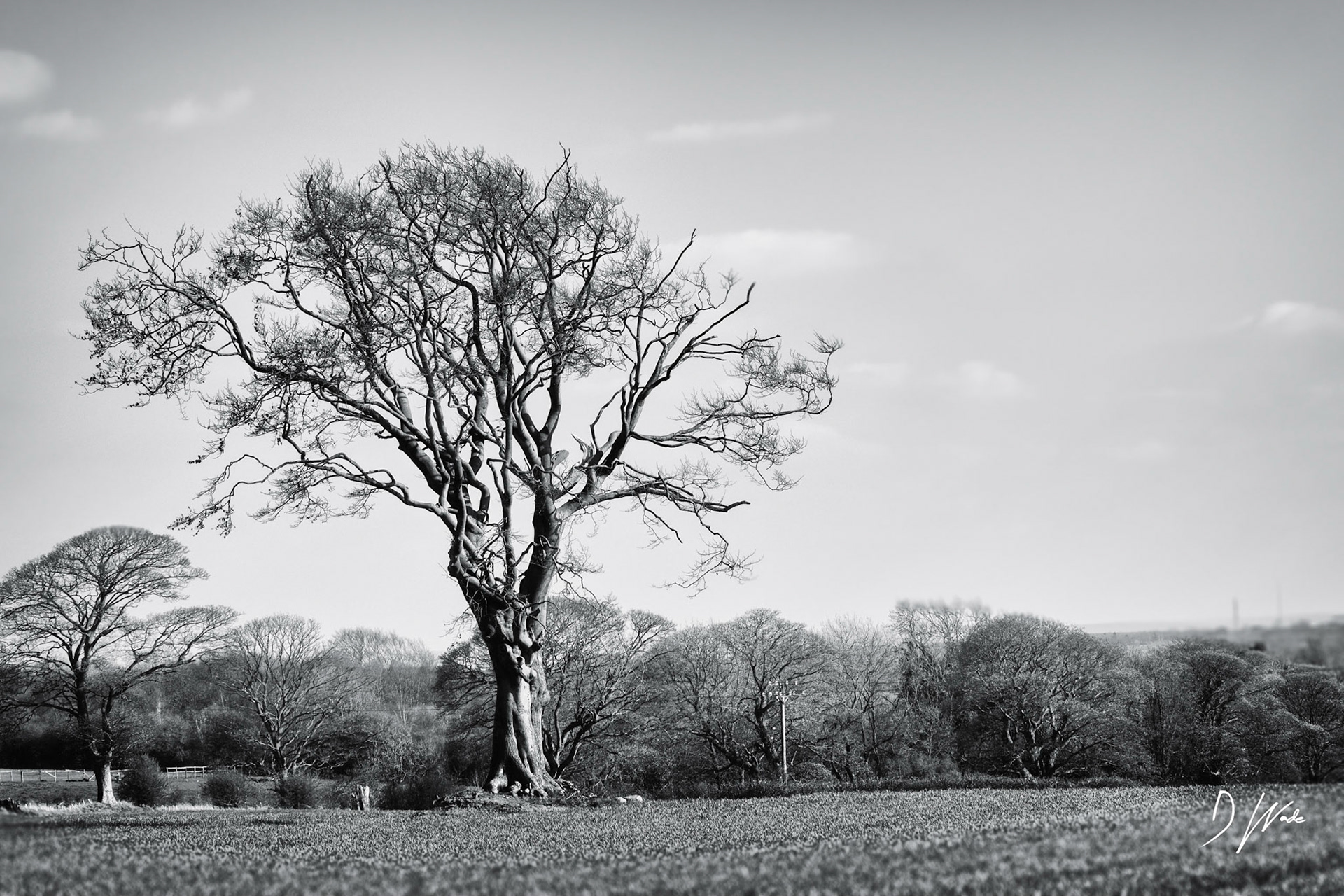 I love the shape of this tree as it stands prominently in the landscape. Taken near Castle Eden, County Durham.