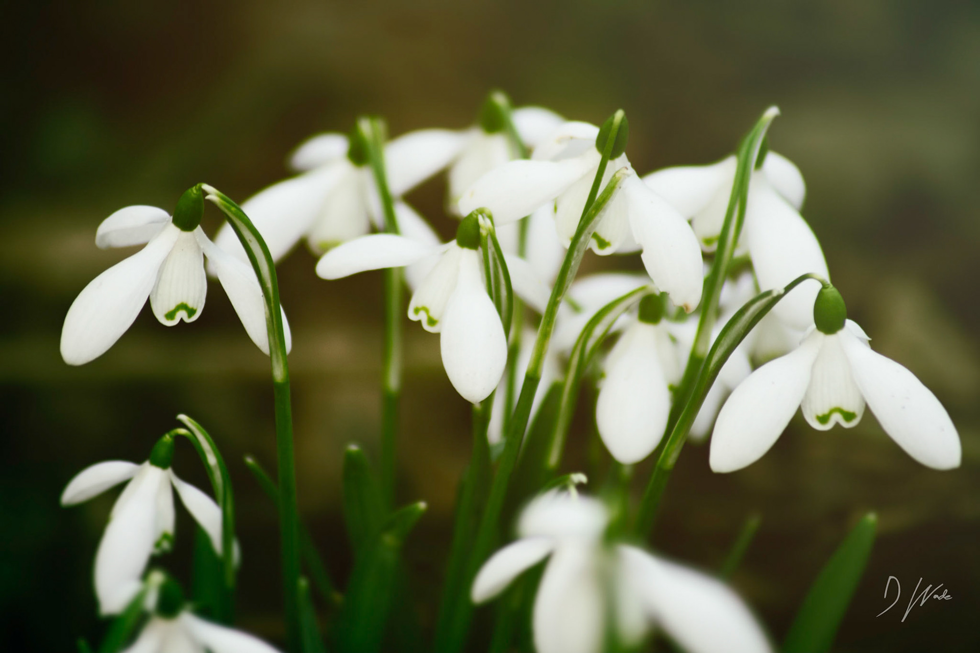 A bunch of snowdrops hint that spring is around the corner.
