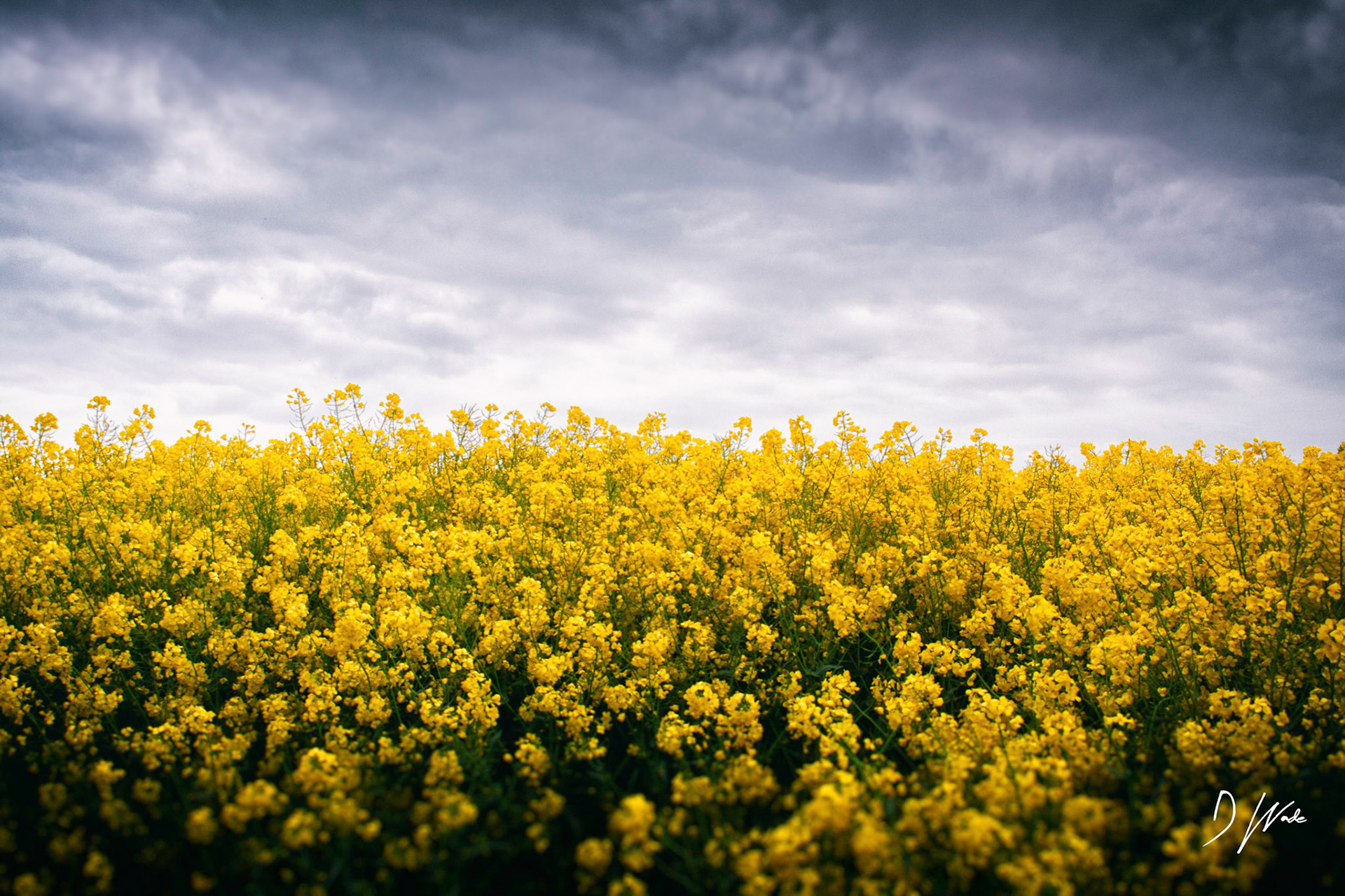 Not a sunny day, but still the yellow fields against a grey sky are still a good contrast.
