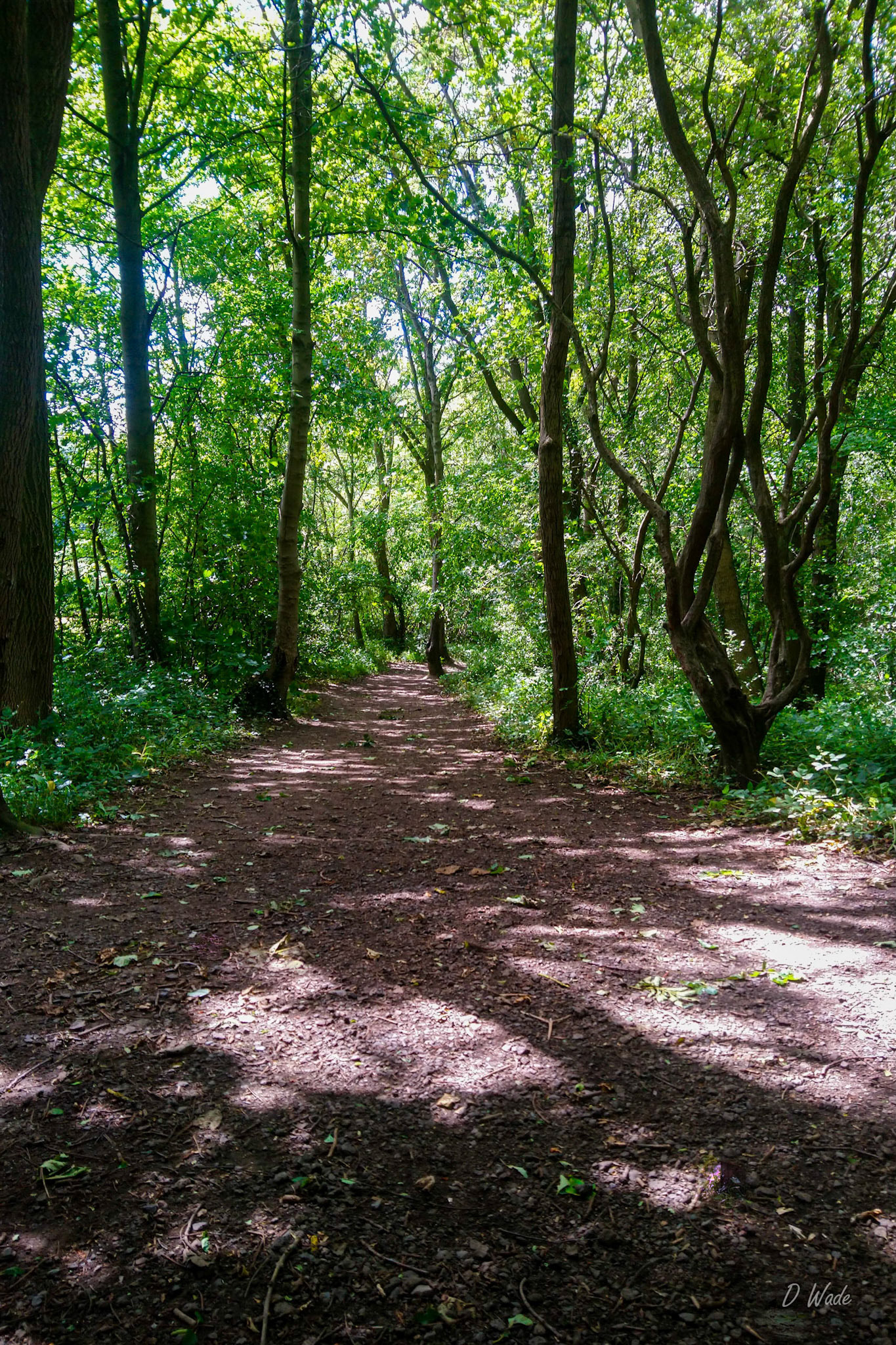 A lovely woodland walk through Cocken Wood, not far from Finchale Priory.