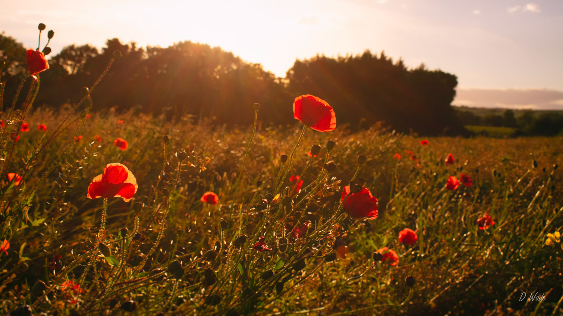 Poppy flowers basking in the setting July sunshine.