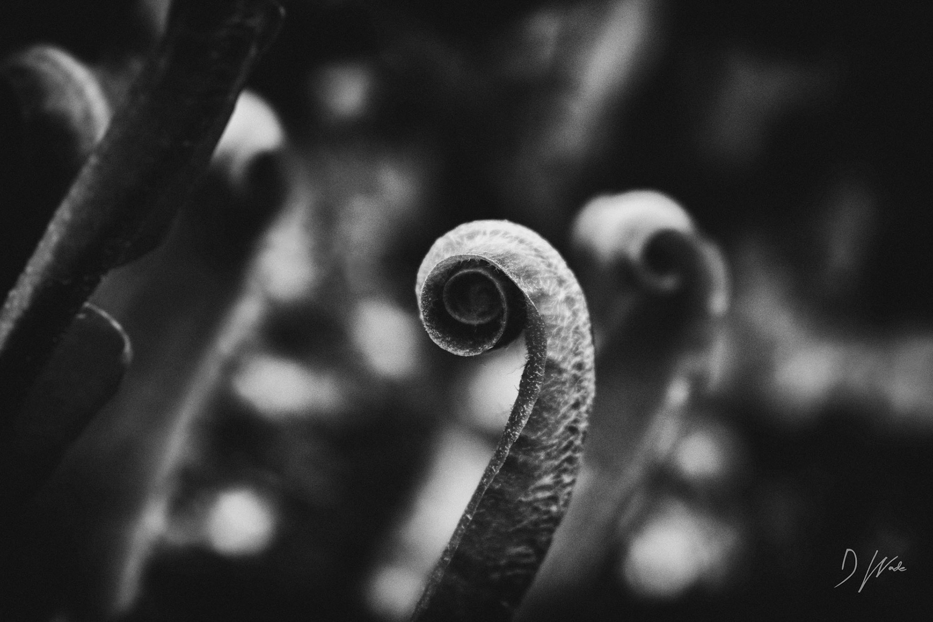 These curled up leaves are starting to unfurl ready for the spring and summer months.