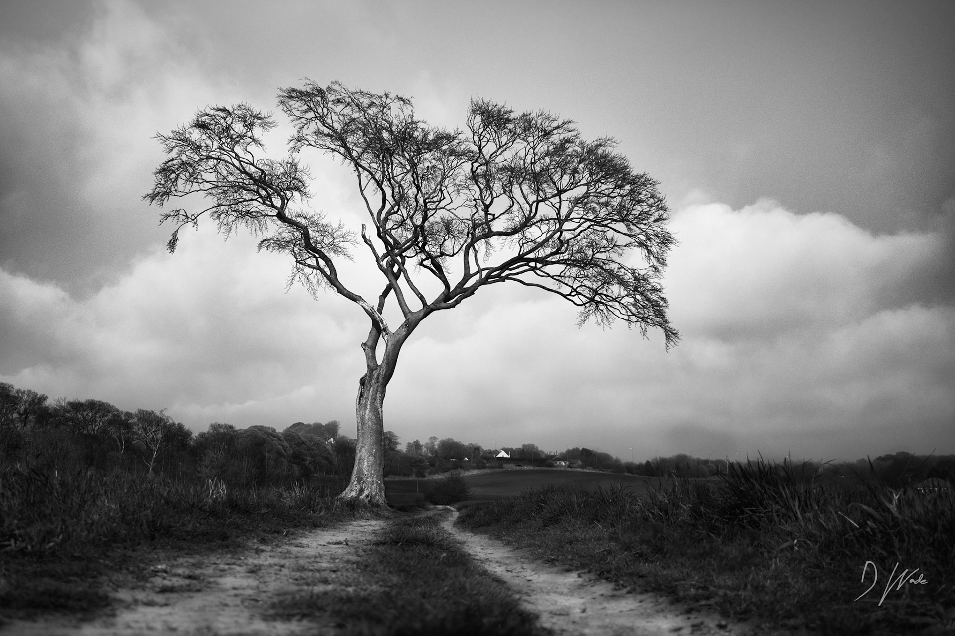 Another shot of one of my favourite trees located near Wingate, County Durham.