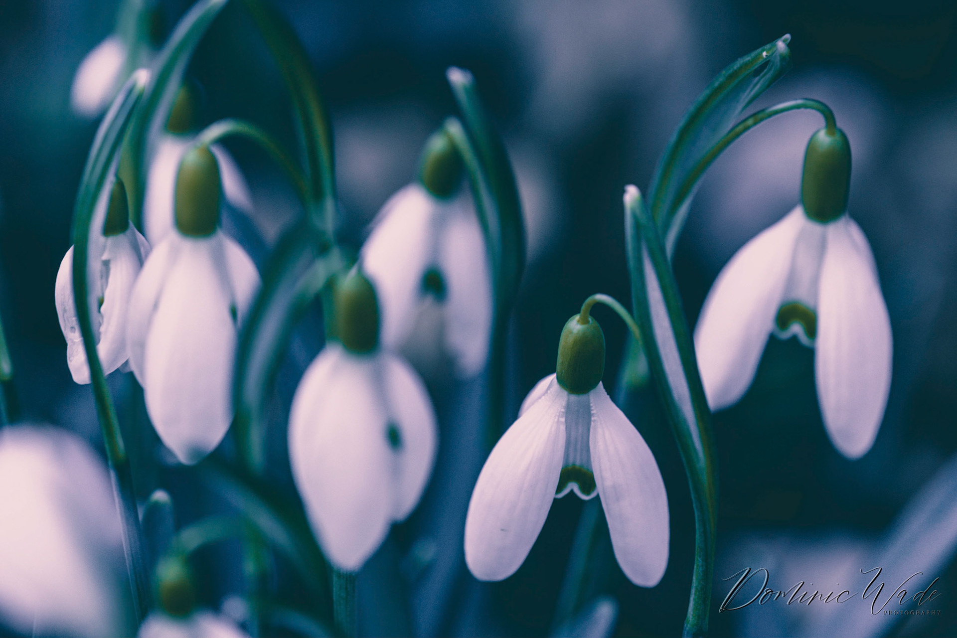 A beautiful collection of snowdrops.