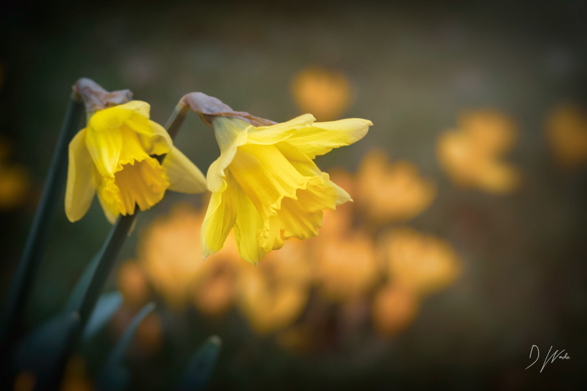 A very mild spell brings out the first daffodils, signalling that spring is not too far away.