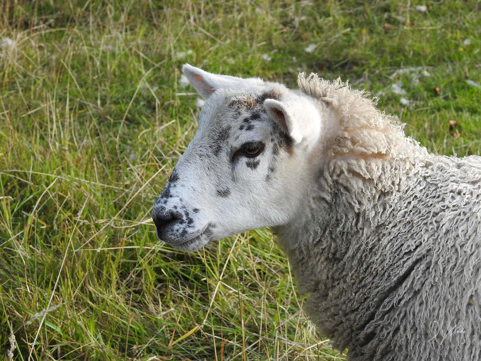 Quite a character and very friendly.