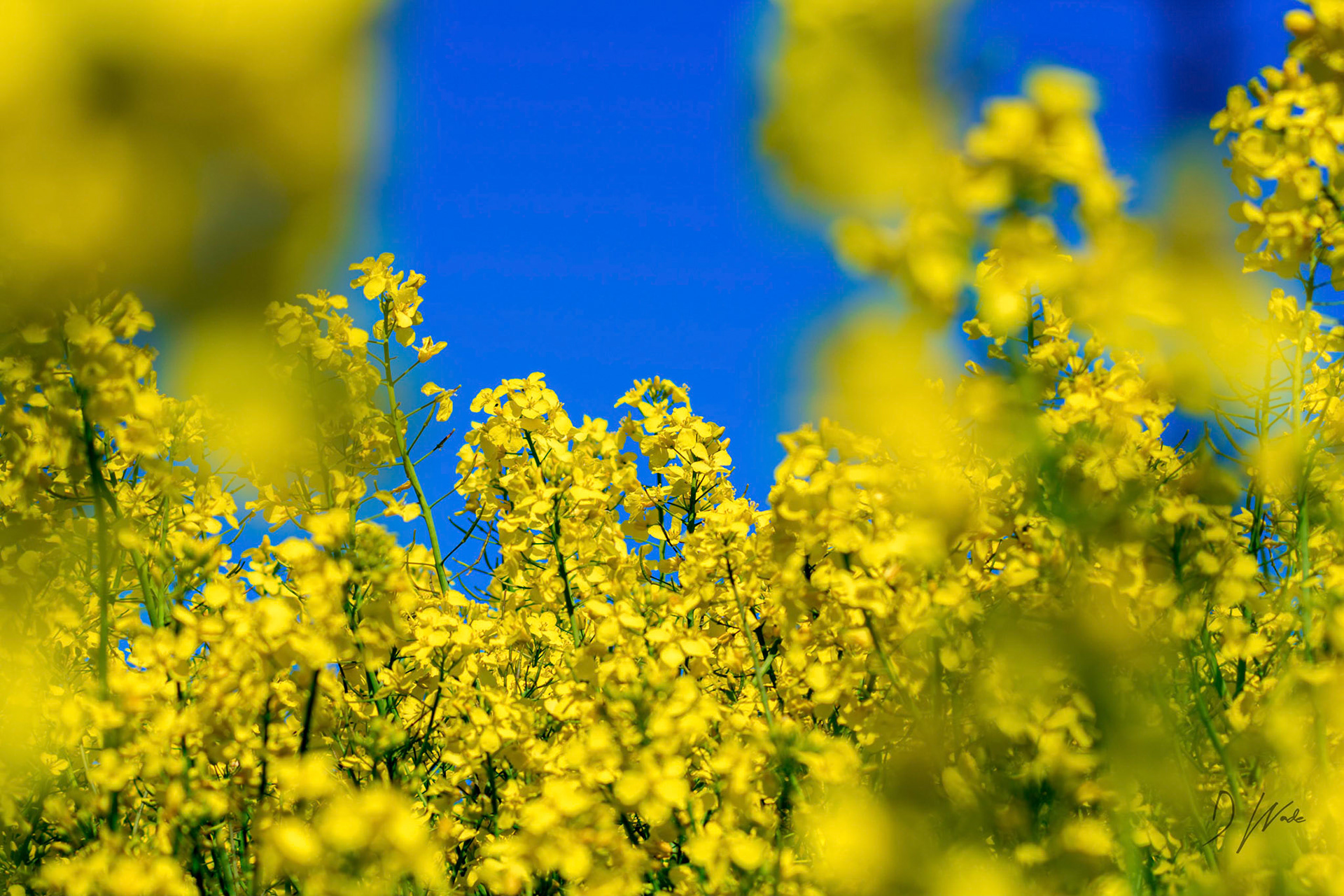 Oilseed rape flowers against a blue sky.