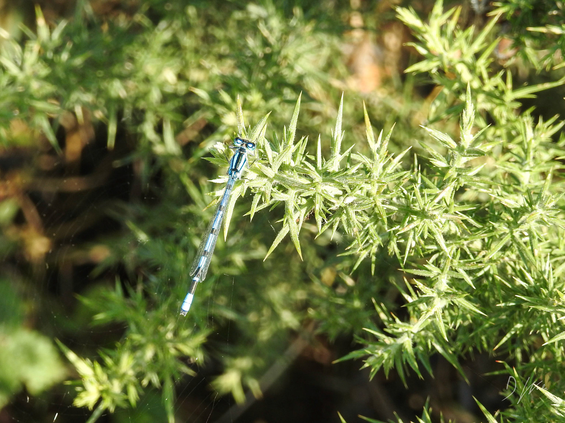 These lovely insects are so hard to capture. They are also difficult to see to begin with as they are small compared to their dragonfly cousins.