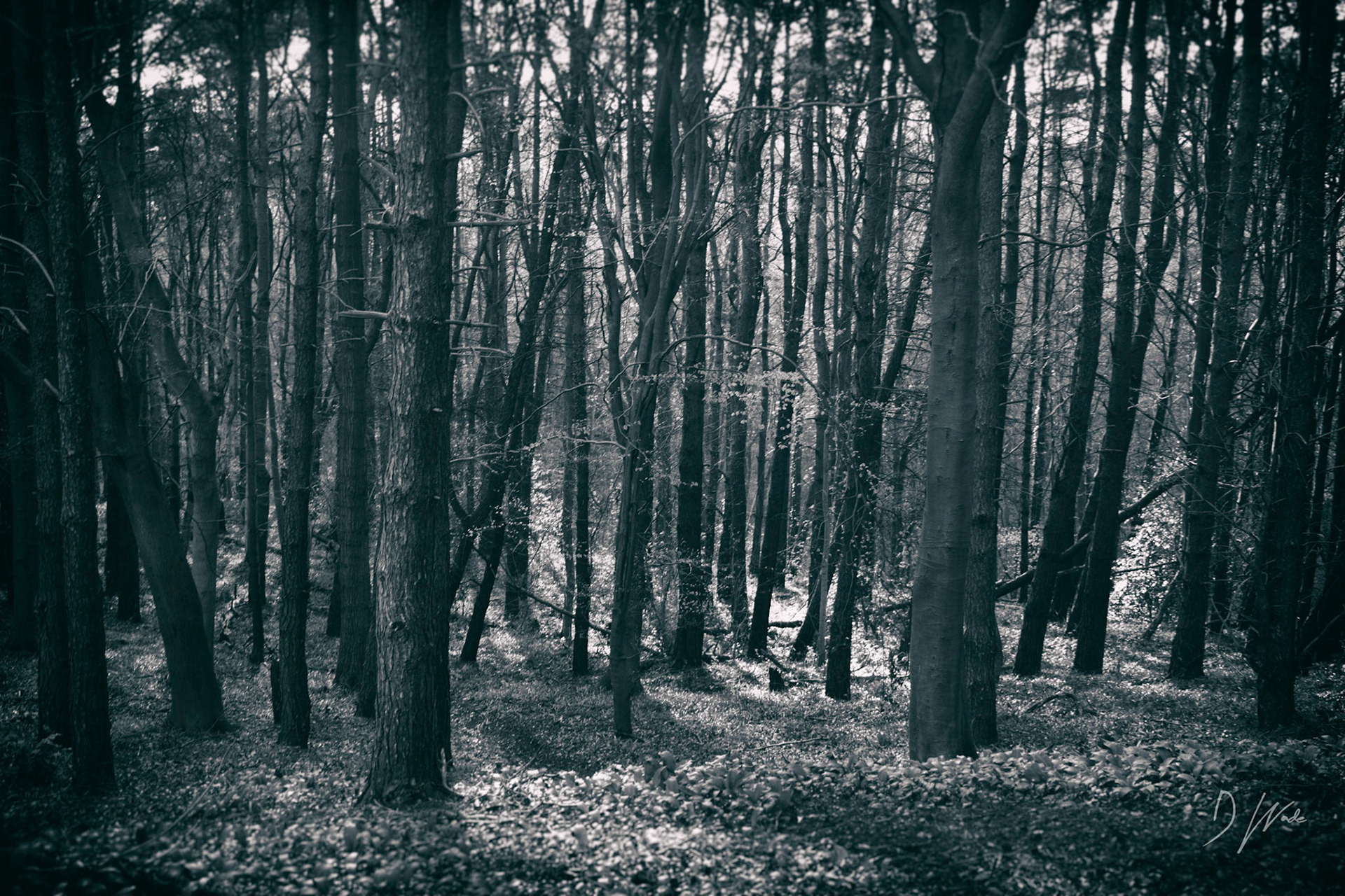 Located near Castle Eden. Bleachery Dene joins onto Hesleden Dene / Crimdon Dene. It got its name because of the sail and rope making that went on in the area during the early 19th century. When visiting the dene, you may be lucky enough to spot roe deer.