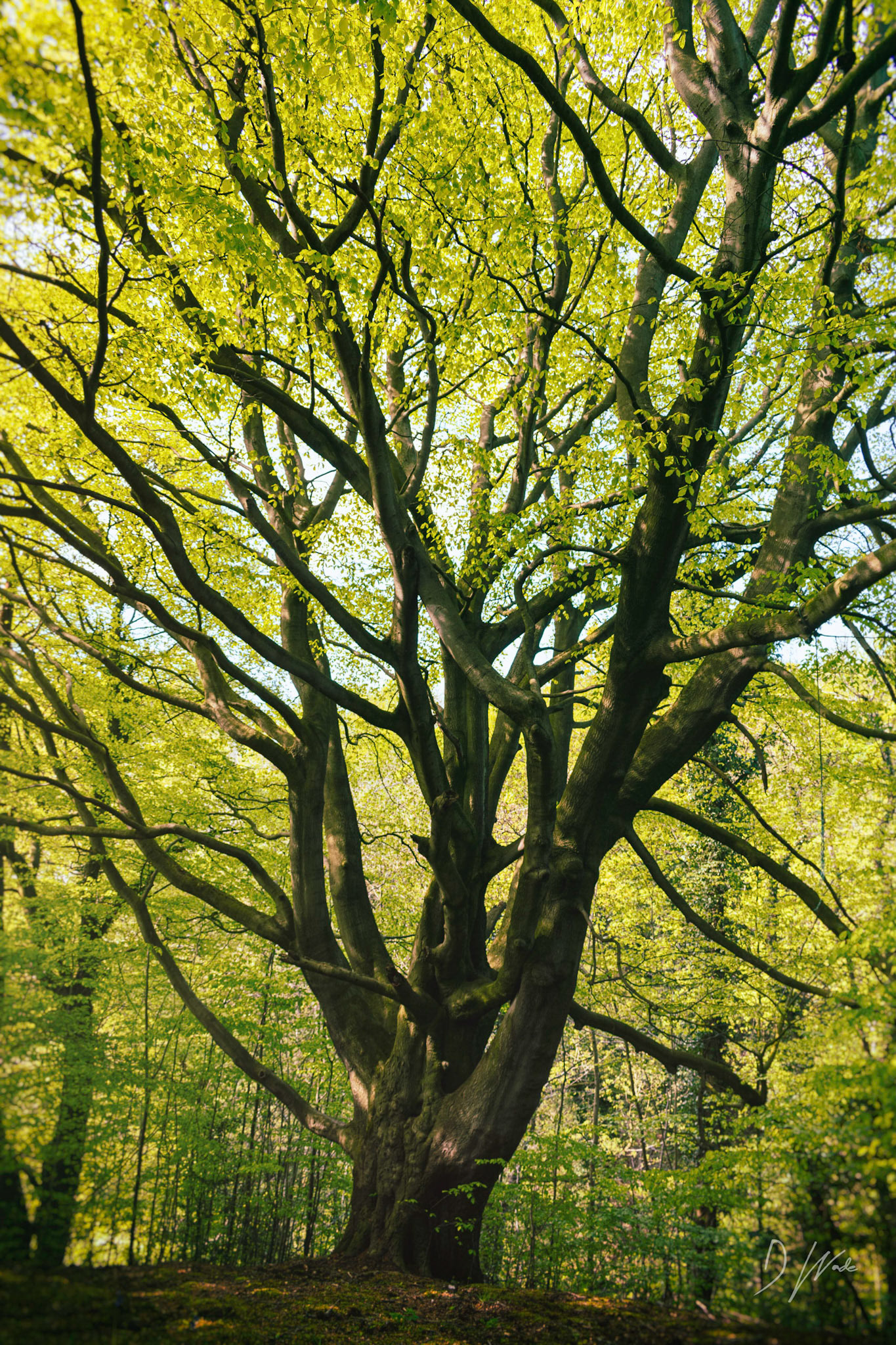 Newly opened leaves adorn the trees.