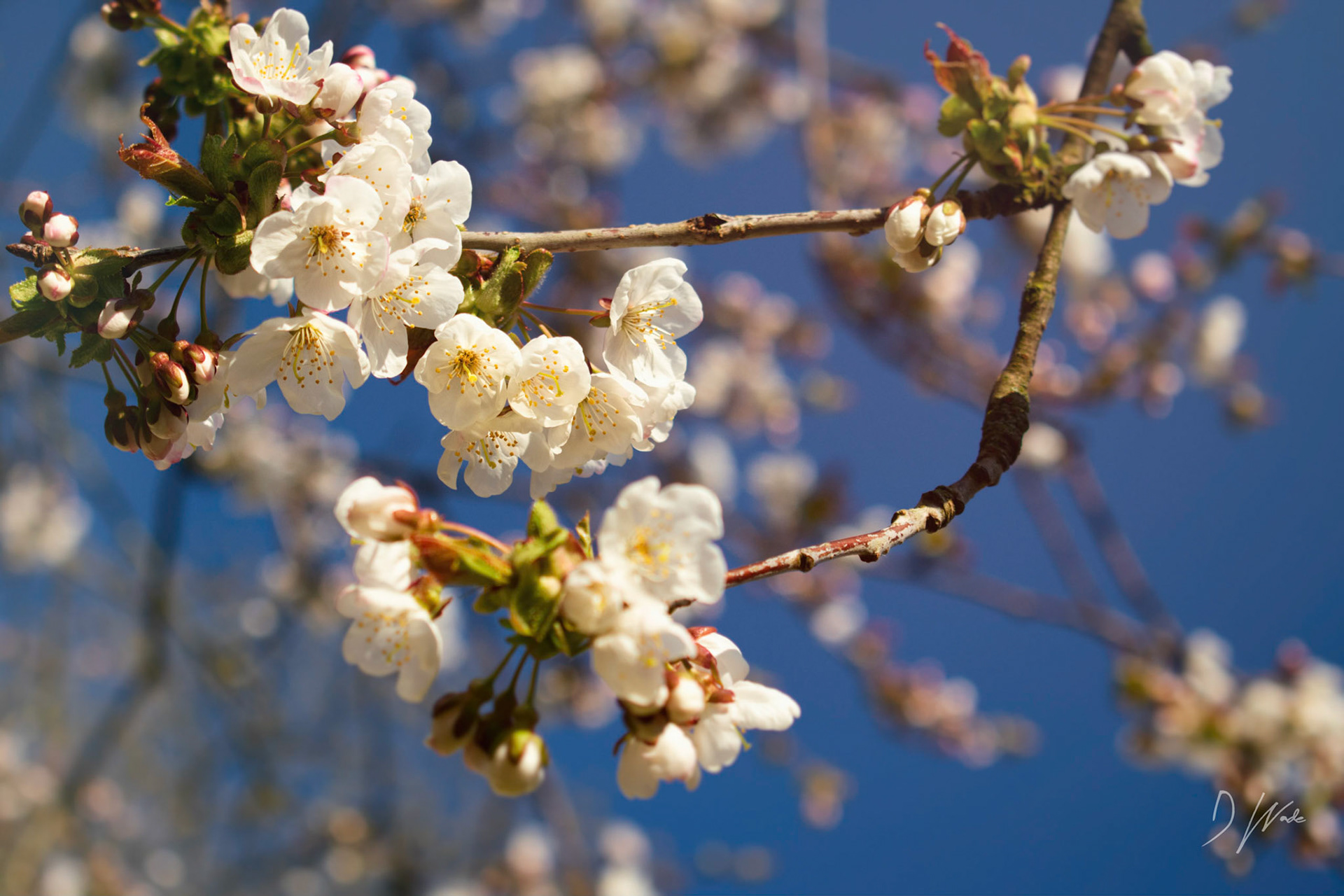 Spring Blossom in Castle Eden.
