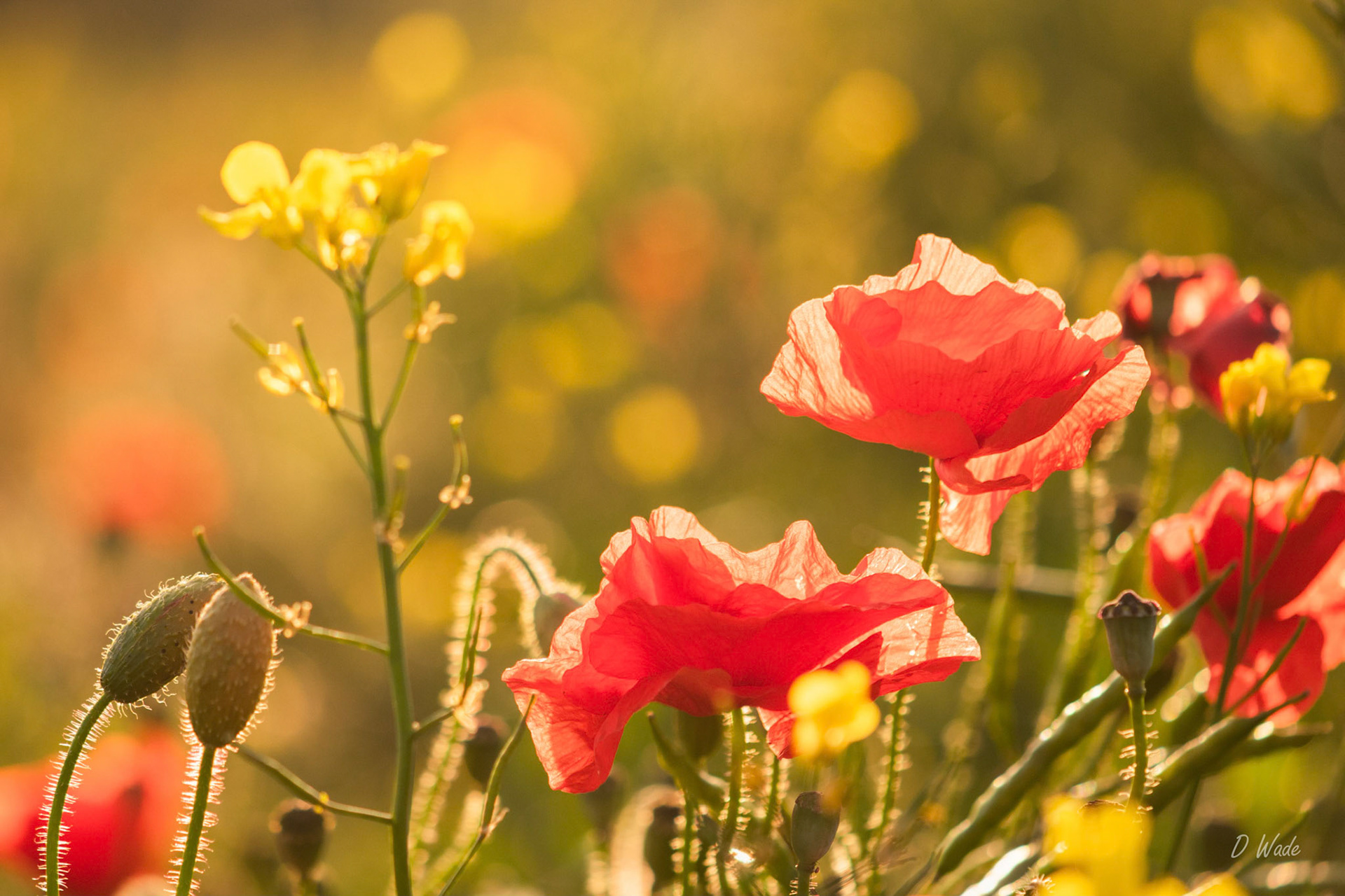 Poppy flowers backlit by the setting July sun.