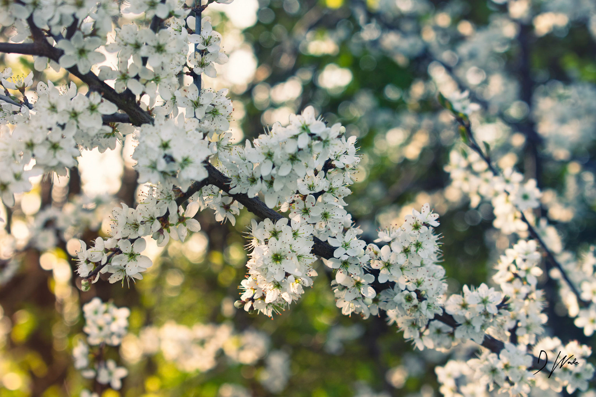 This tree is festooned with blossom.