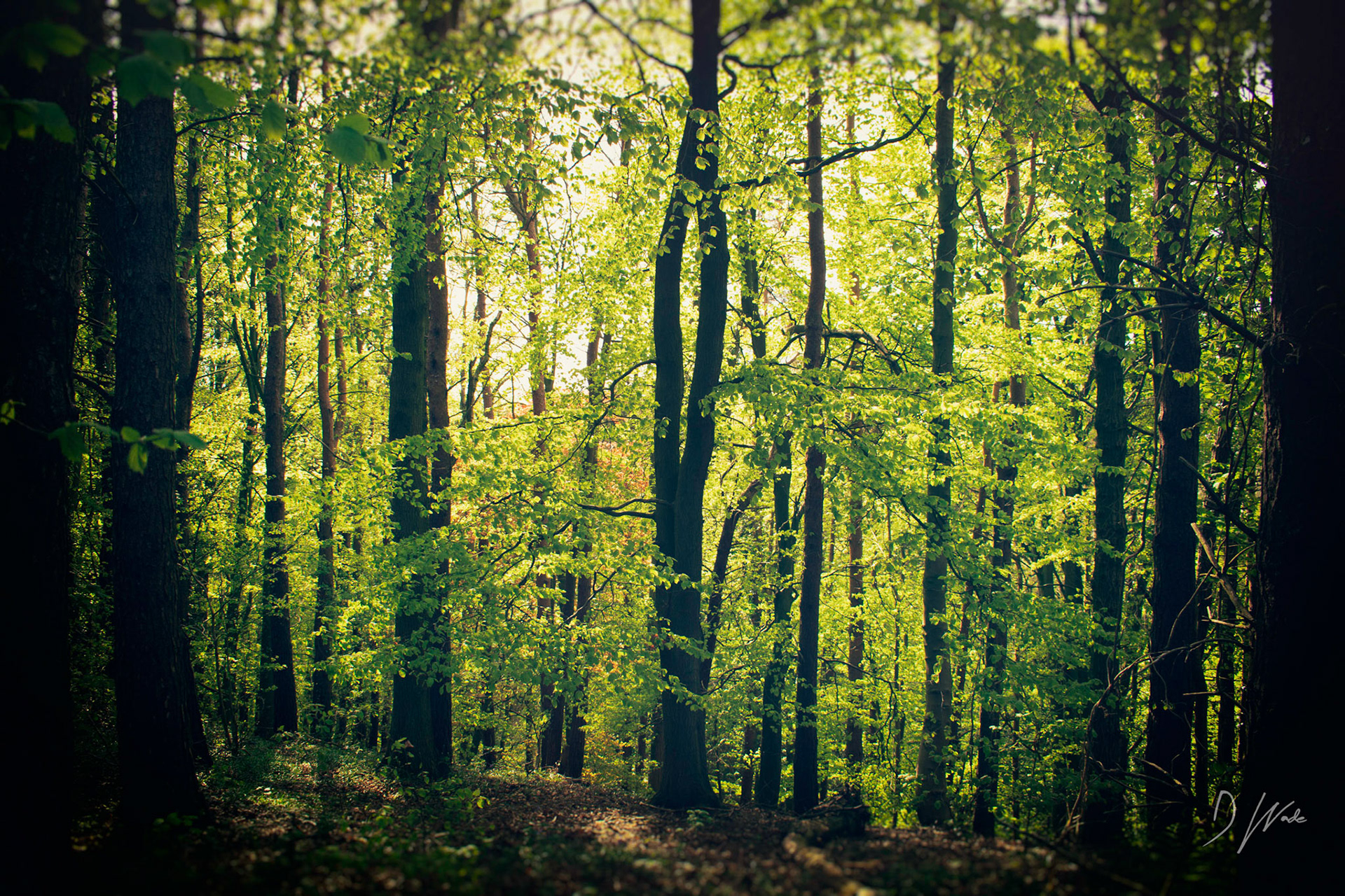 Spring in Bleachery Dene near Castle Eden and Hesleden.