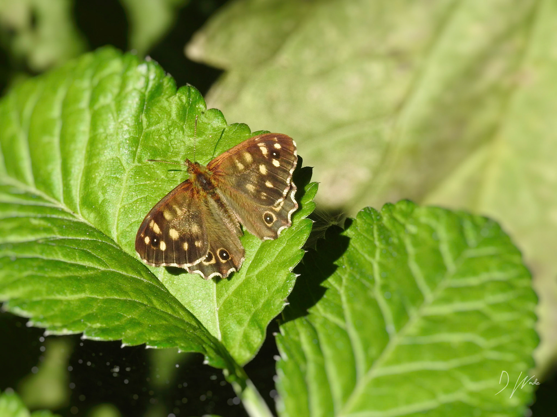 The Speckled Wood is a common butterfly and familiar to many observers, especially in woodland where, as its name suggests, it is most often found.