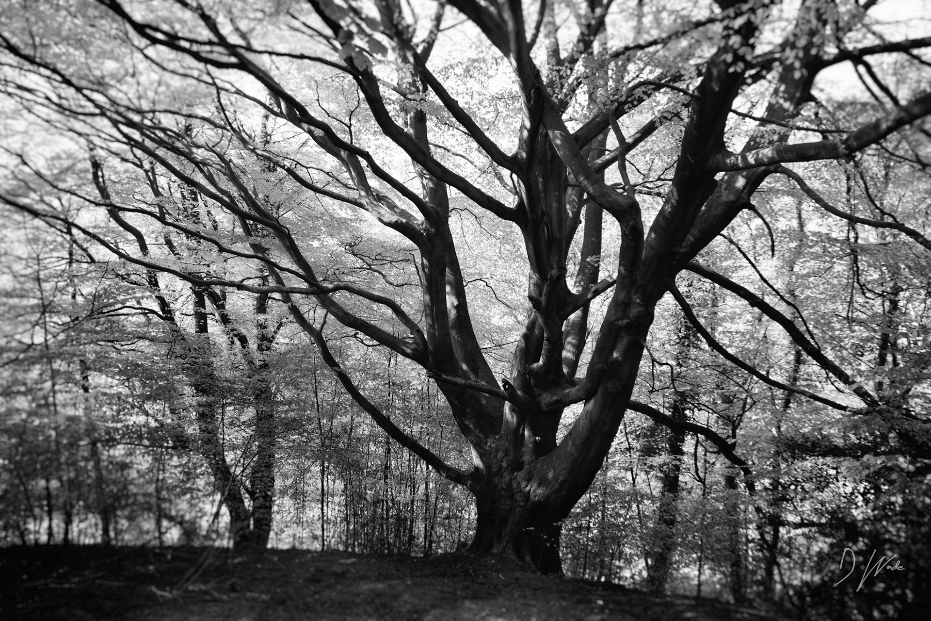 One of several oak trees found in the area. Taken at Bleachery Dene, not far from Castle Eden and Hesleden.