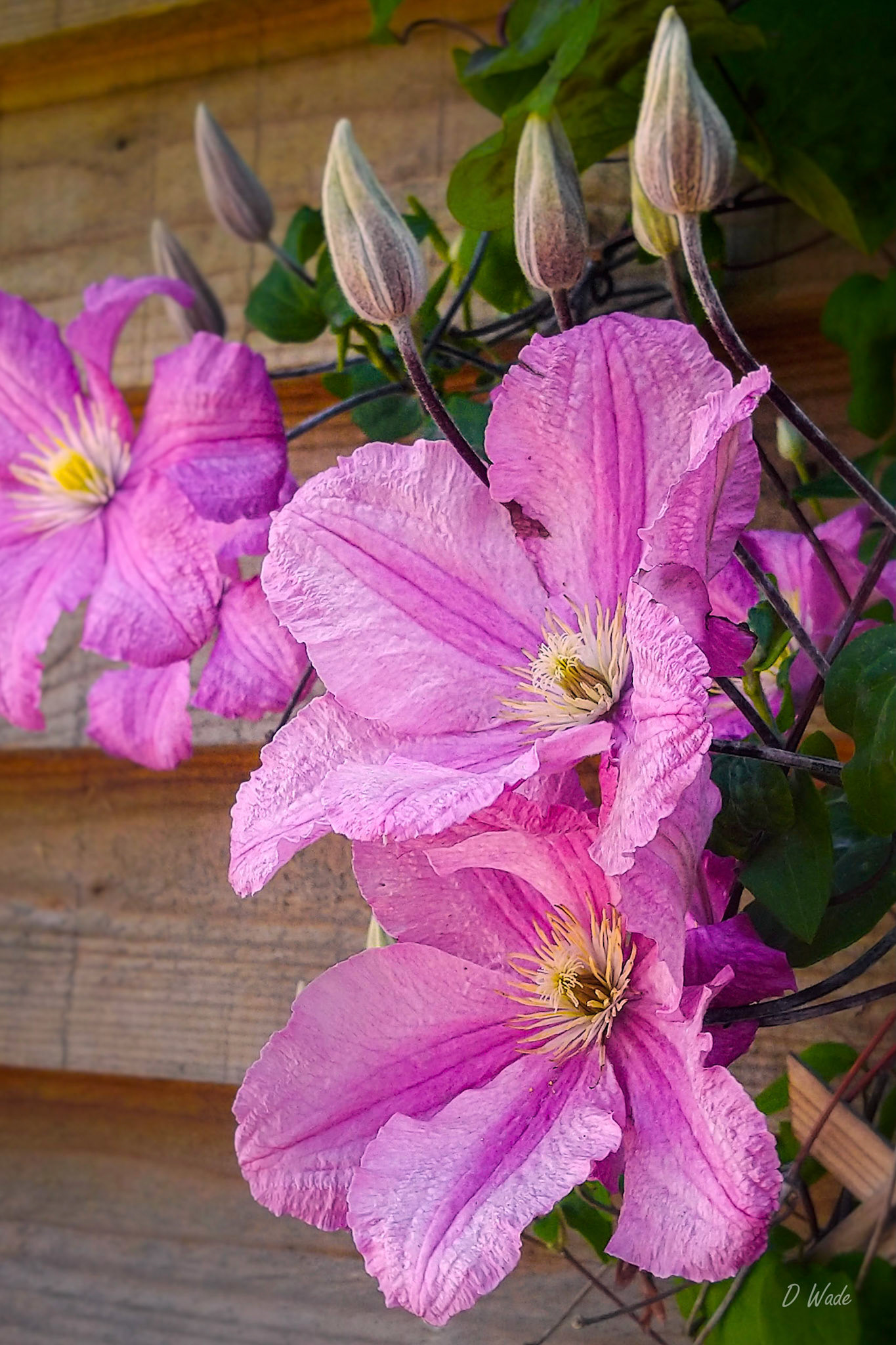 Some beautiful clematis flowers. Taken at Finchale Abbey.