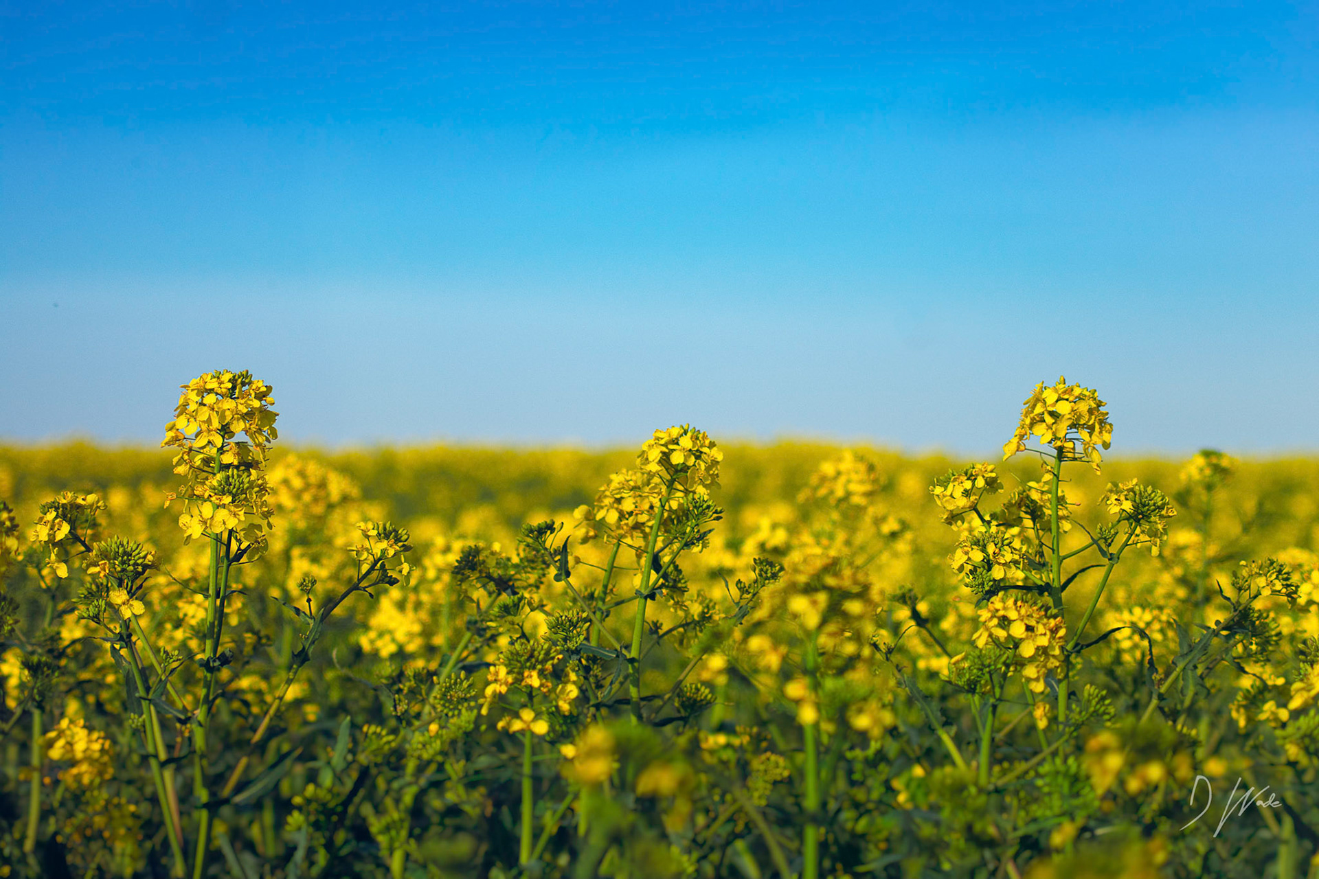 A very warm spring day and a vast field of yellow, summer is on the horizon.