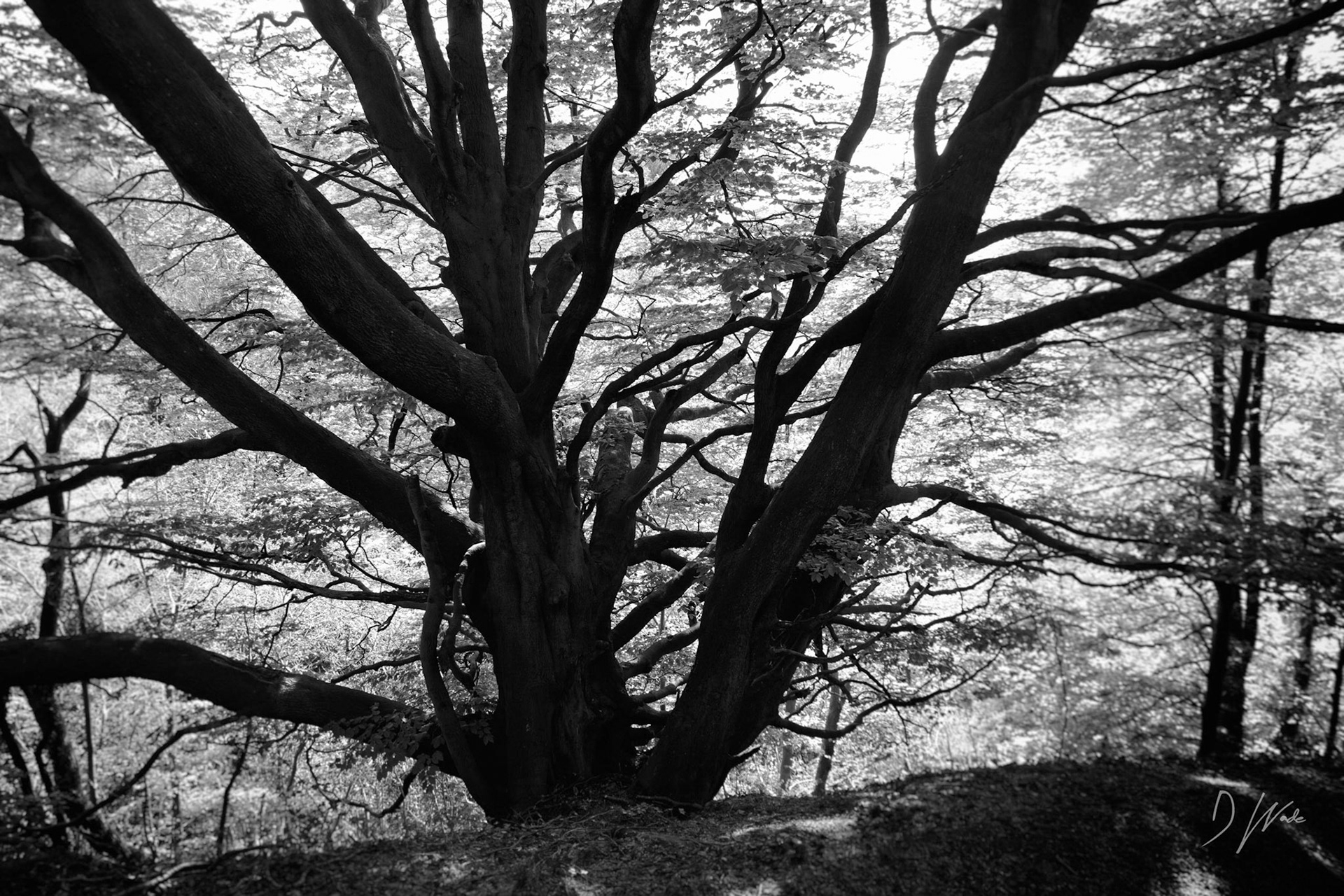 An amazing display of branches.